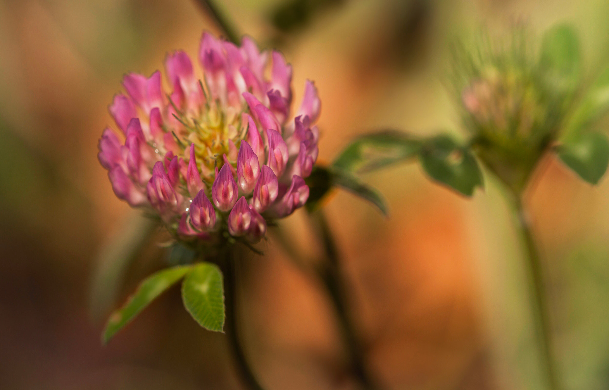 Canon EF 100mm F2.8L Macro IS USM sample photo. Clover flower photography