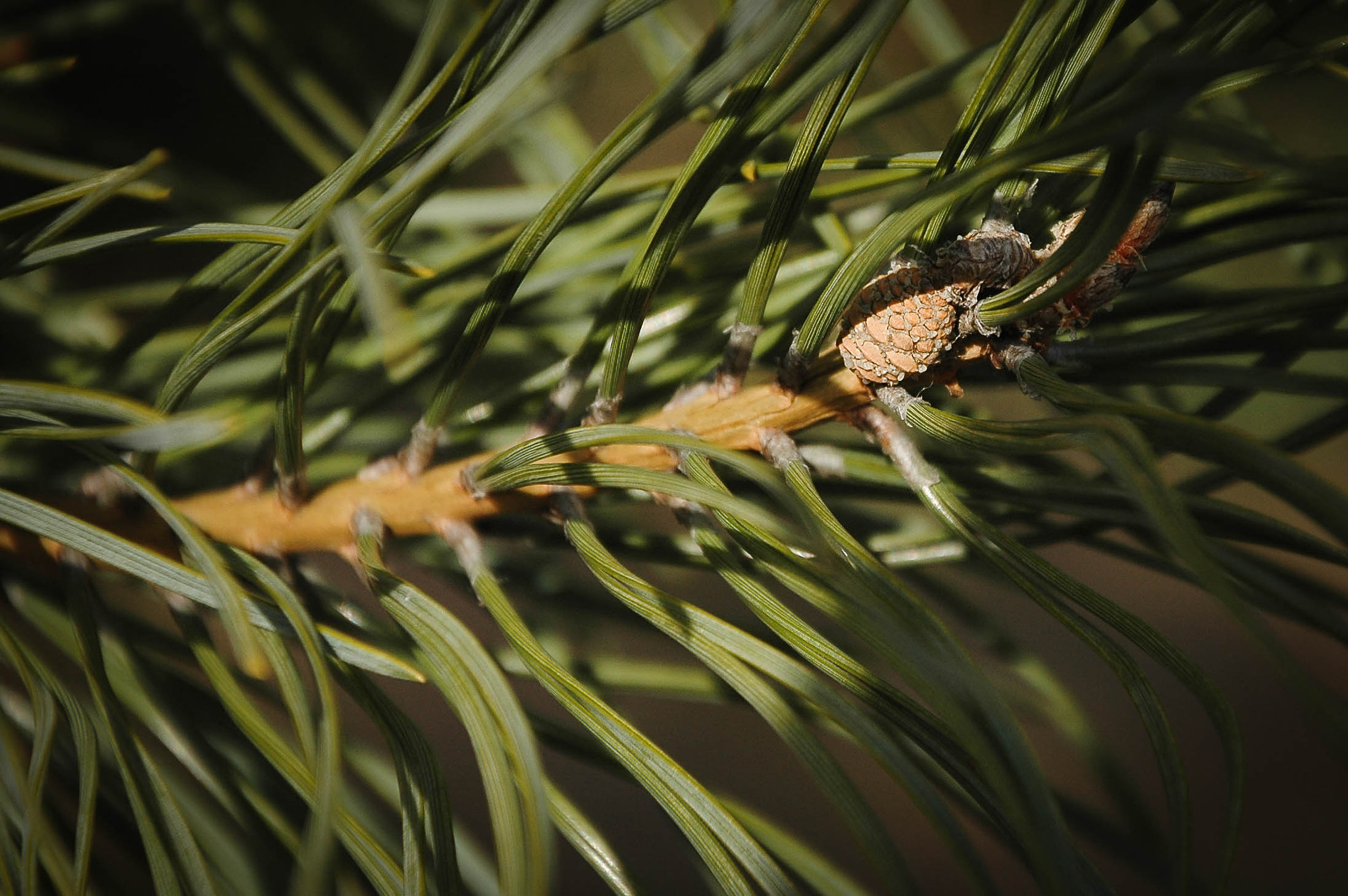 Nikon D70s sample photo. Cones photography