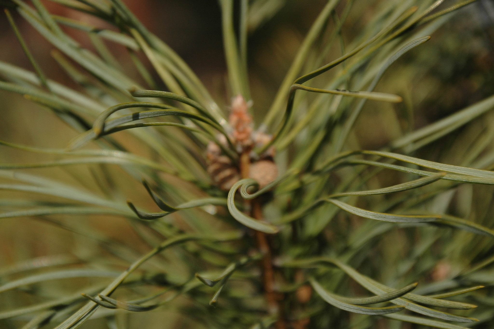 Nikon D70s sample photo. Cones photography