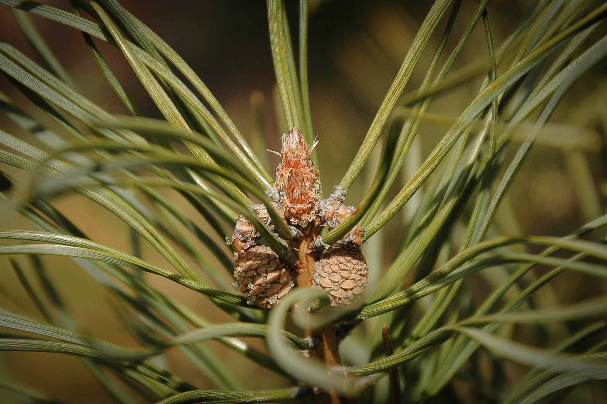 Nikon D70s sample photo. Cones photography