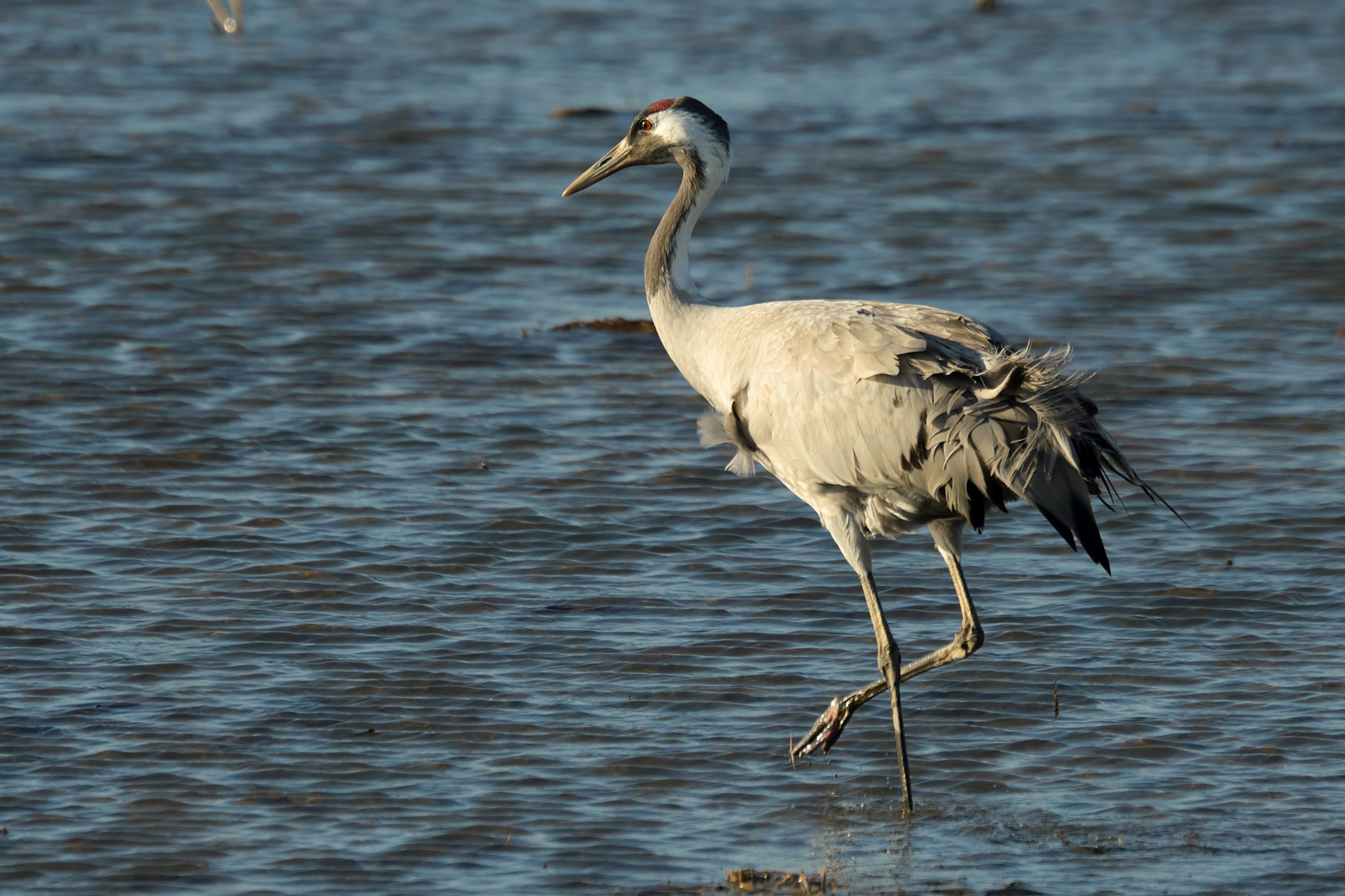 Nikon D500 sample photo. Grulla photography