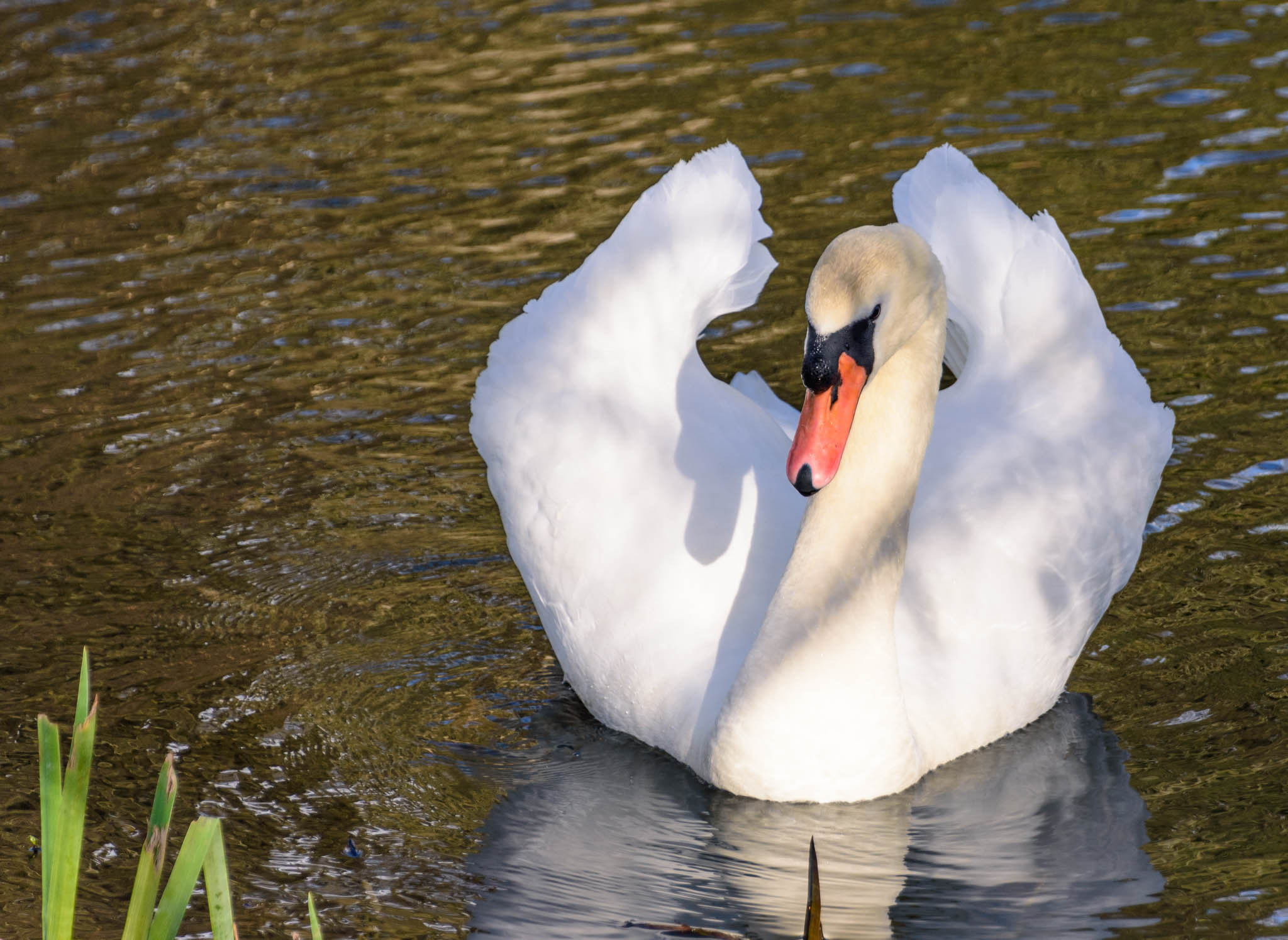 Nikon D7200 sample photo. Poise photography