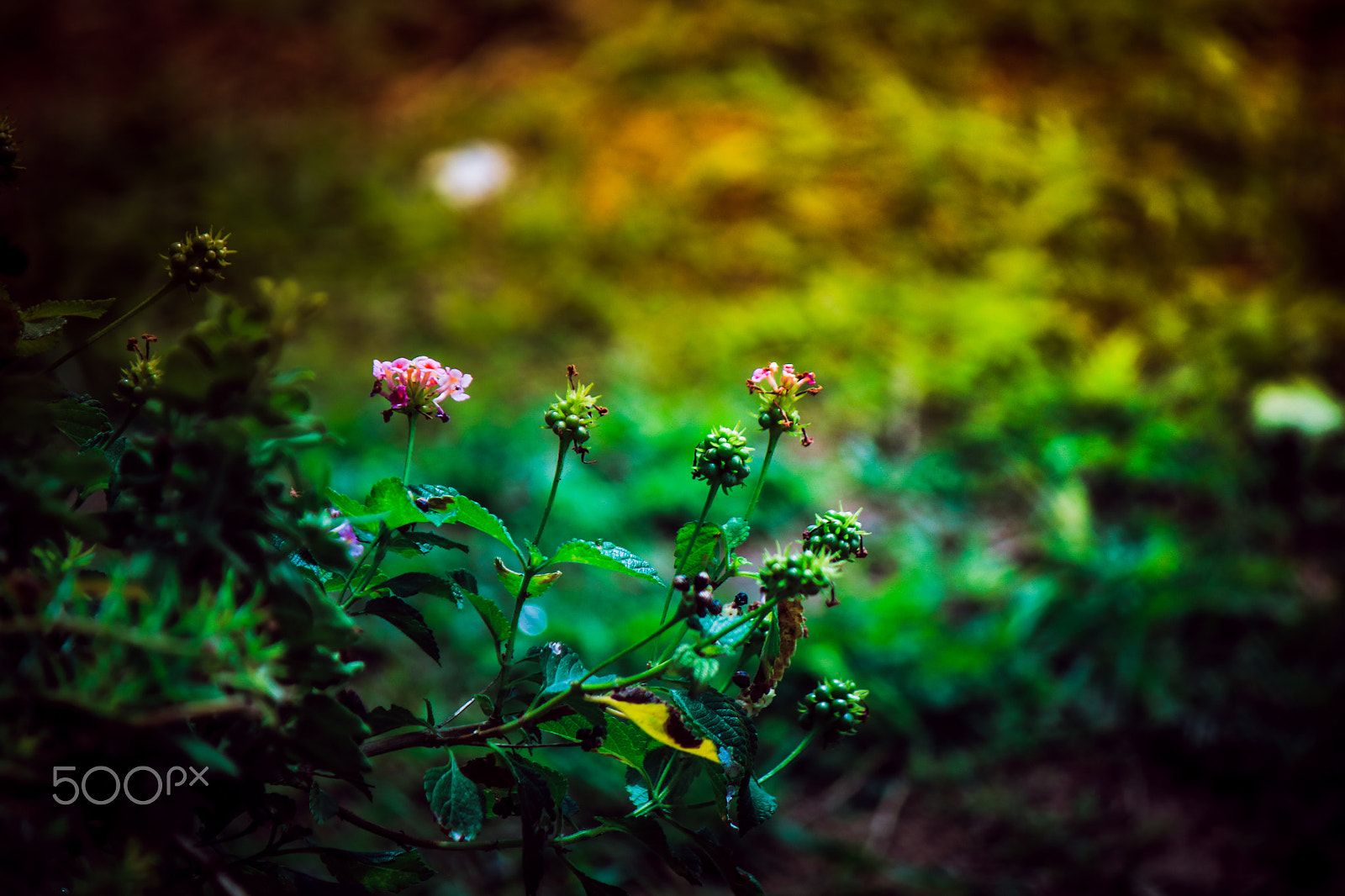 Canon EF-S 55-250mm F4-5.6 IS sample photo. Img photography
