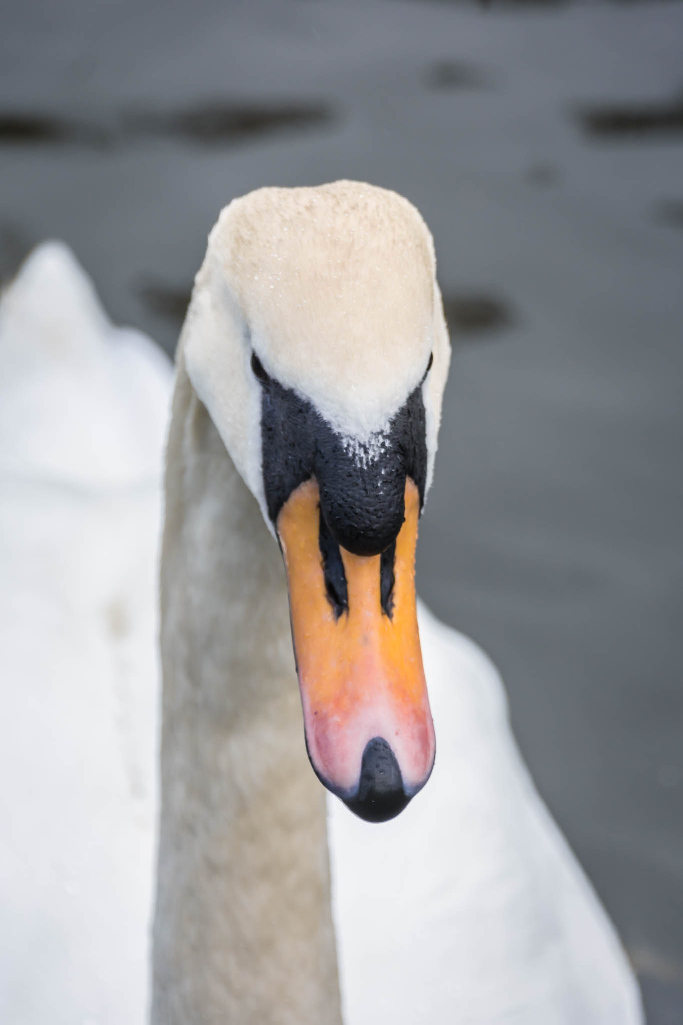 Nikon D7200 sample photo. See me photography