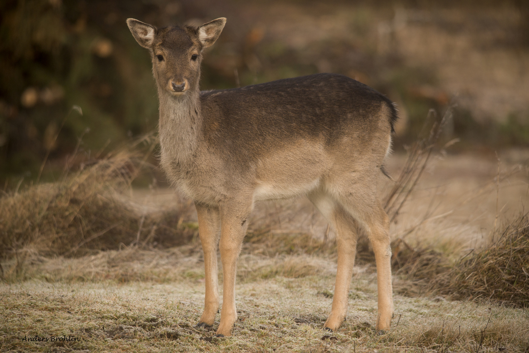 Sigma 150-500mm F5-6.3 DG OS HSM sample photo. Fallow deer 4 photography