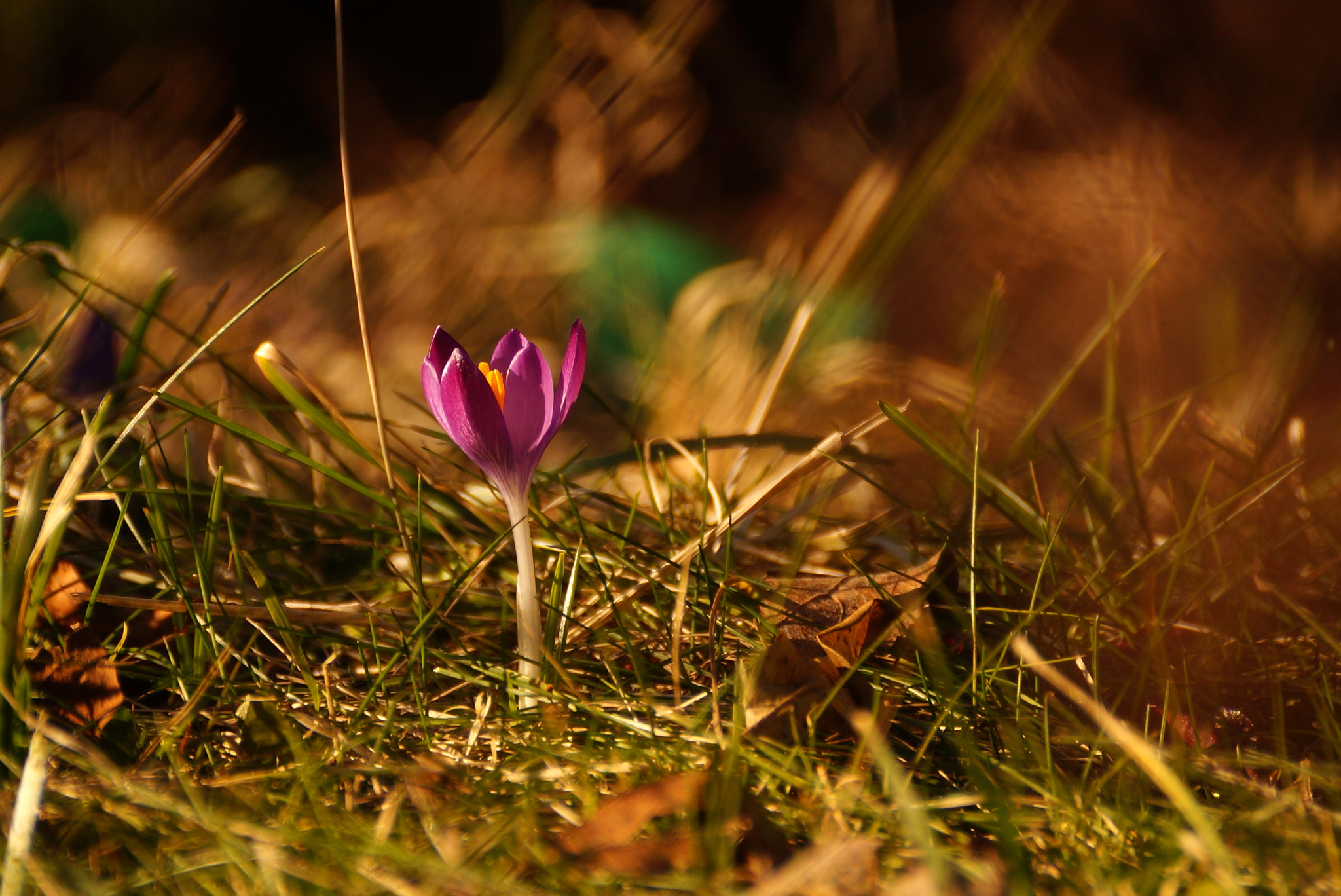 Sony DT 55-300mm F4.5-5.6 SAM sample photo. Crocus vernus - krokus wiosenny photography