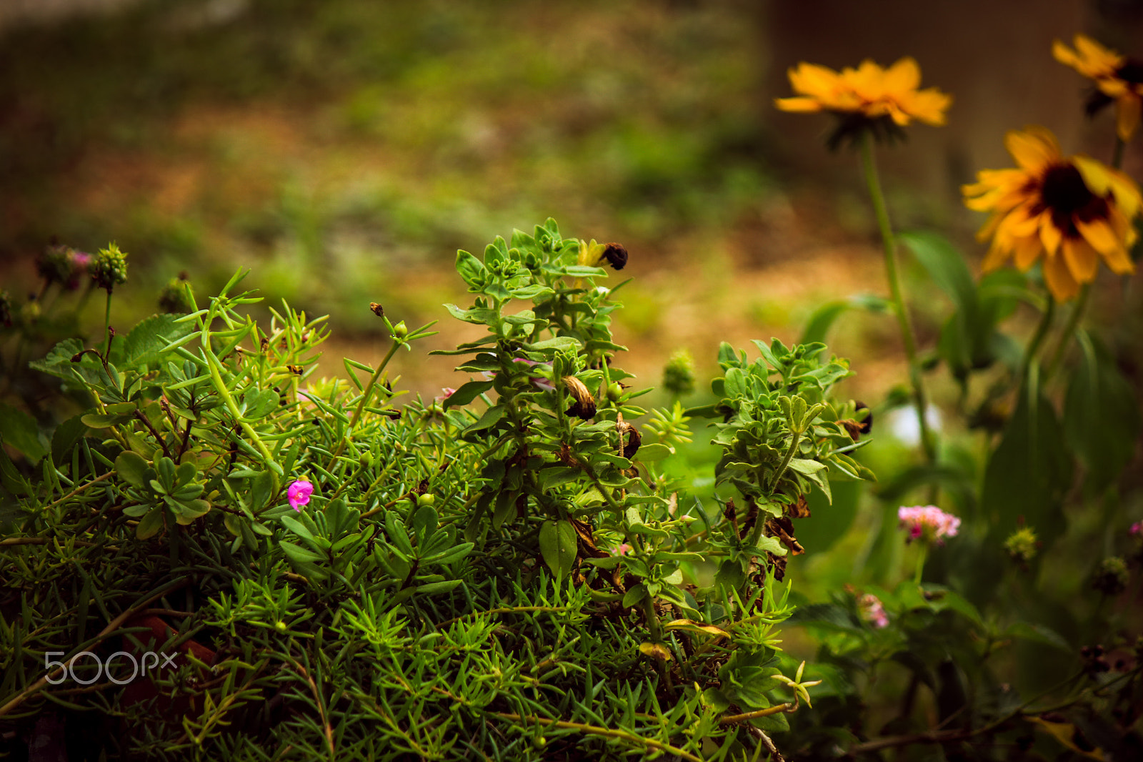 Canon EF-S 55-250mm F4-5.6 IS sample photo. Img photography