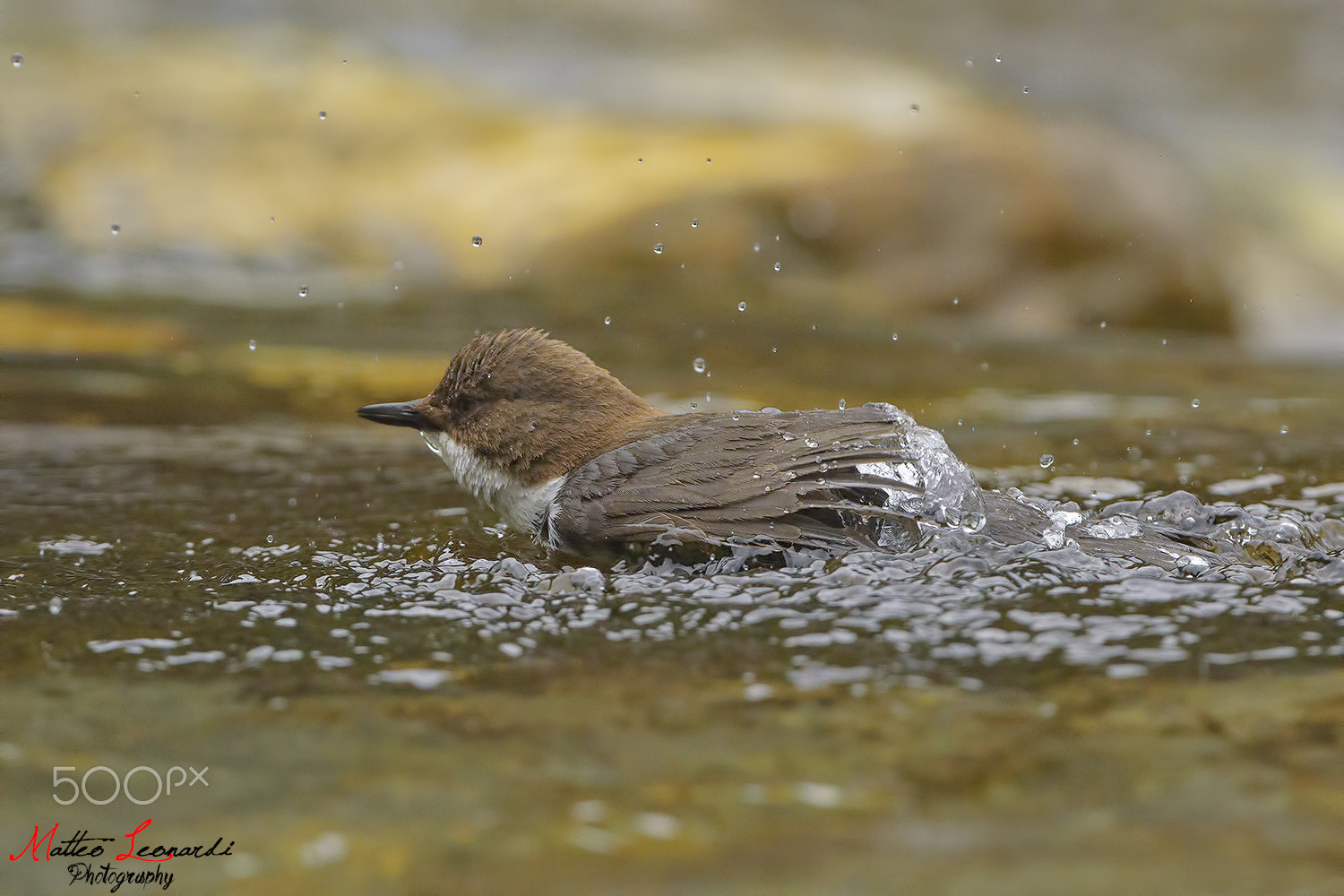 Nikon D800E + Nikon AF-S Nikkor 500mm F4G ED VR sample photo. Merlo acquaiolo - dipper photography