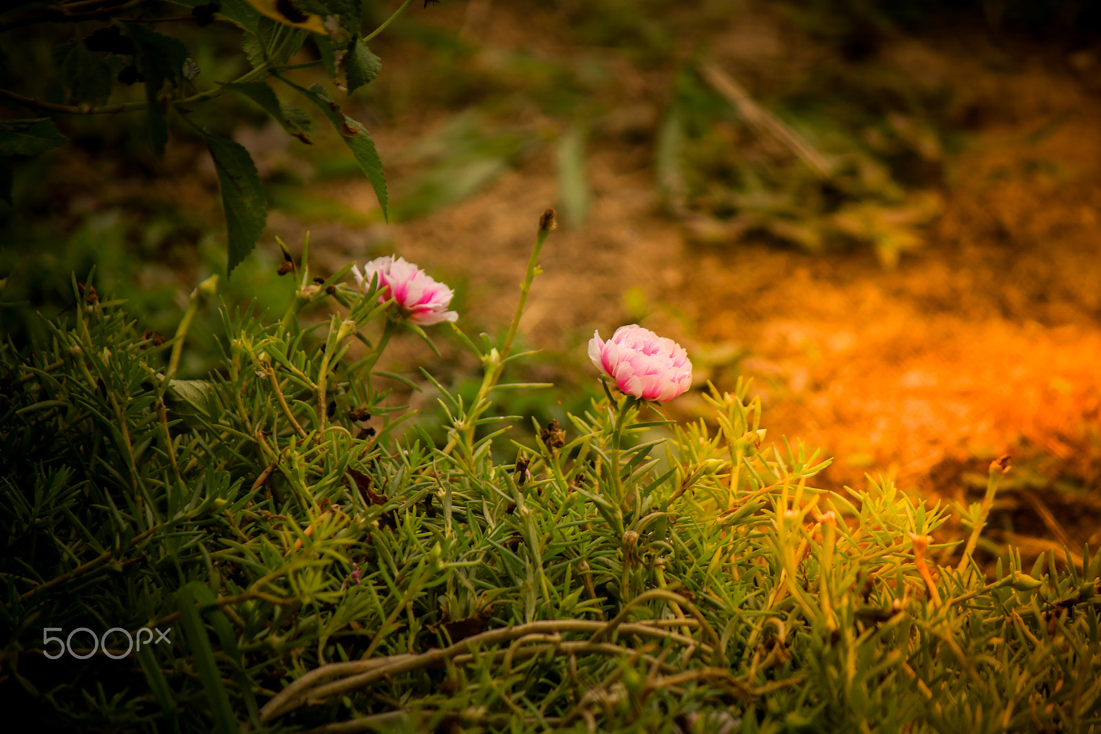 Canon EF-S 55-250mm F4-5.6 IS sample photo. Img photography