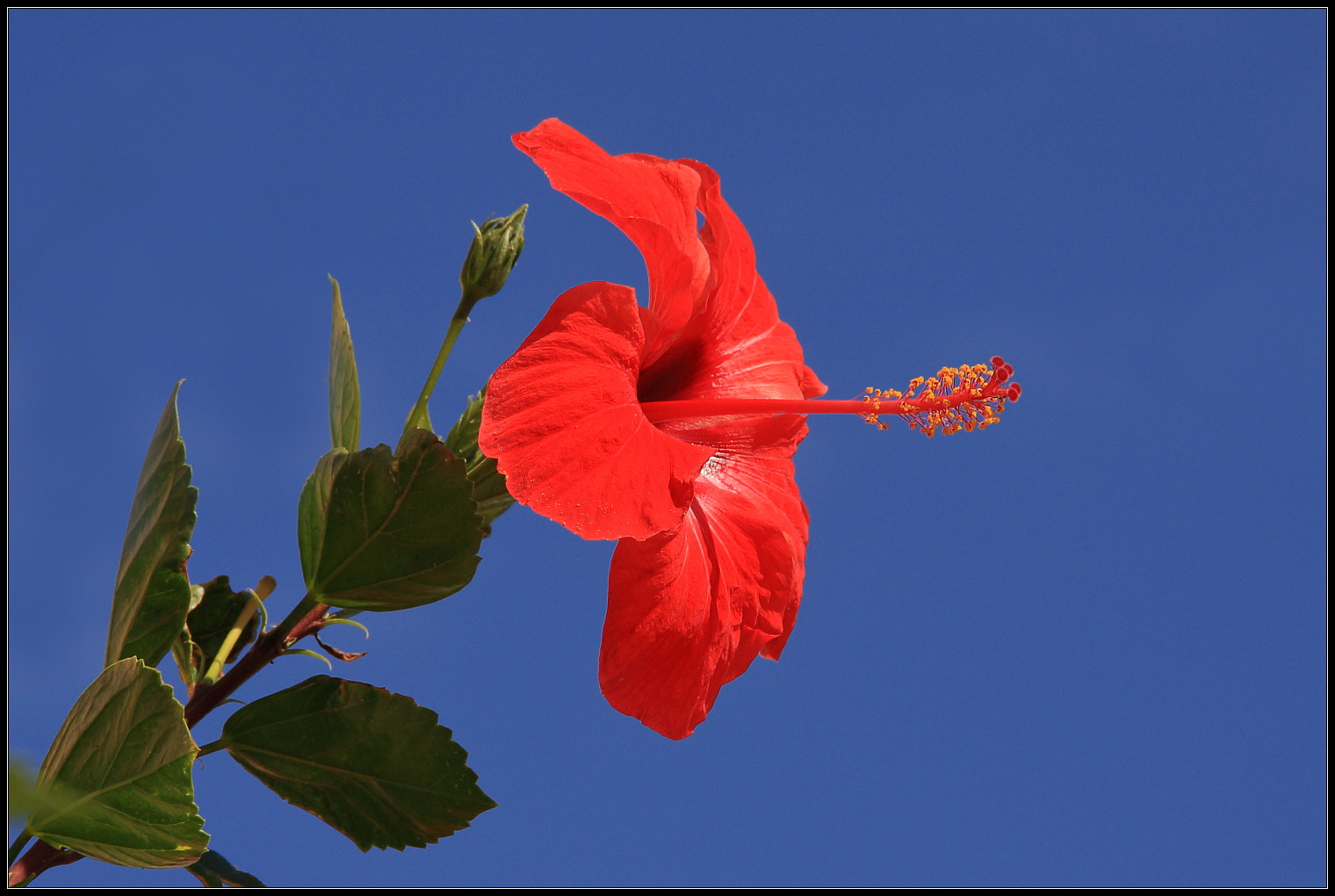 Canon EOS 450D (EOS Rebel XSi / EOS Kiss X2) sample photo. Hibiscus photography
