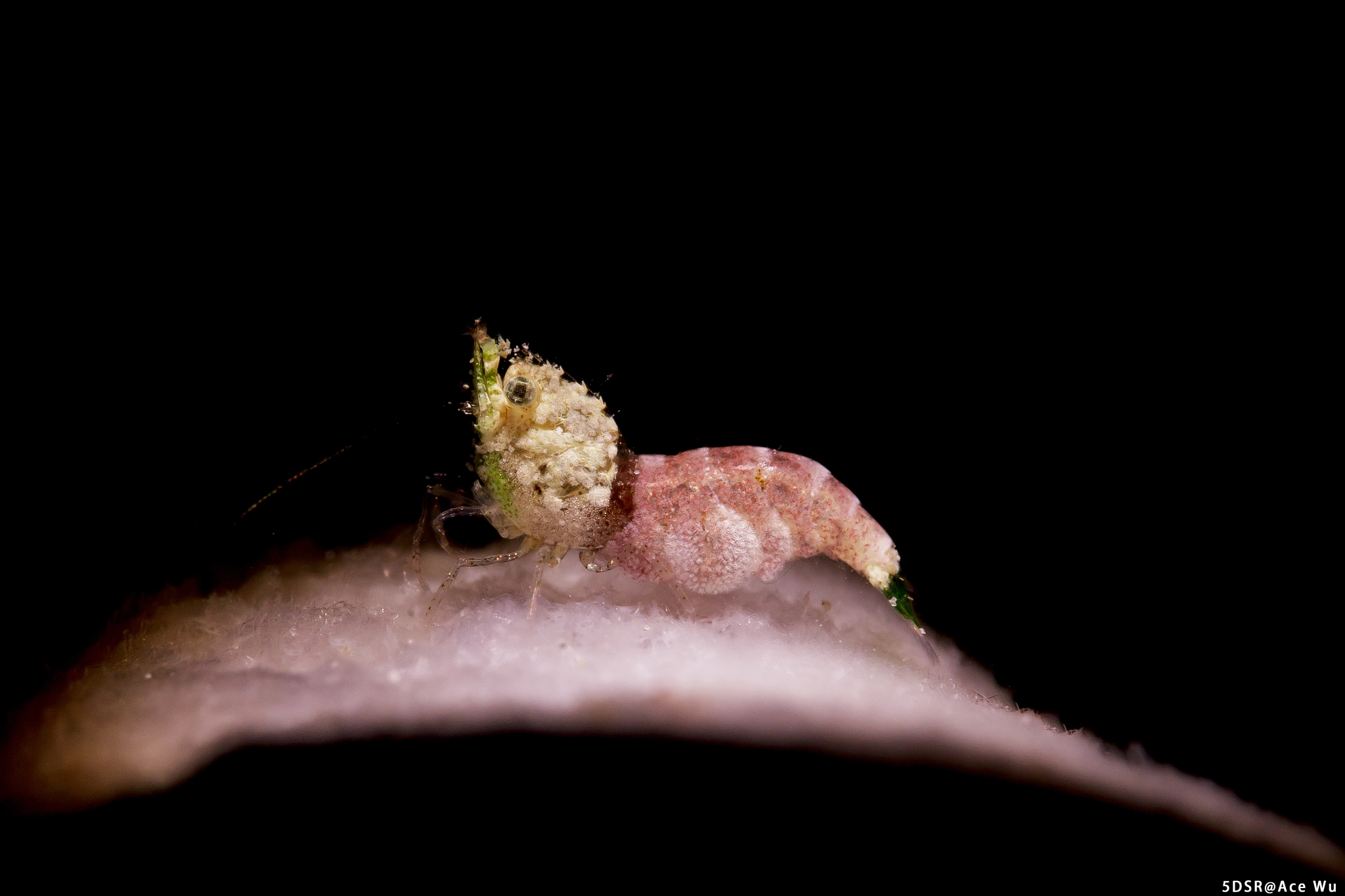 Canon EF 100mm F2.8L Macro IS USM sample photo. Sushi shrimp photography