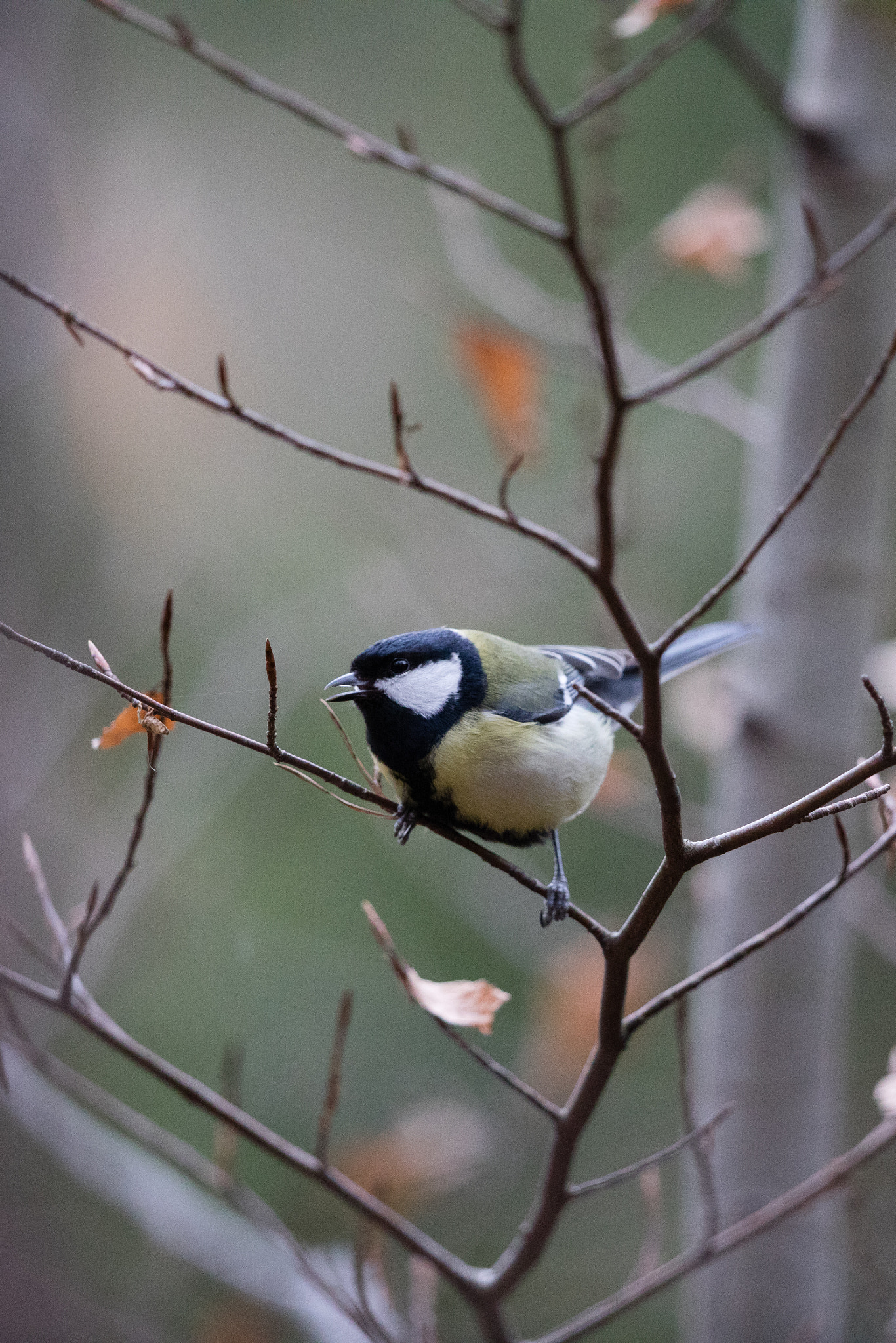 Canon EOS 5D Mark IV + Canon EF 500mm F4L IS II USM sample photo. Kohlmeise im gebüsch photography