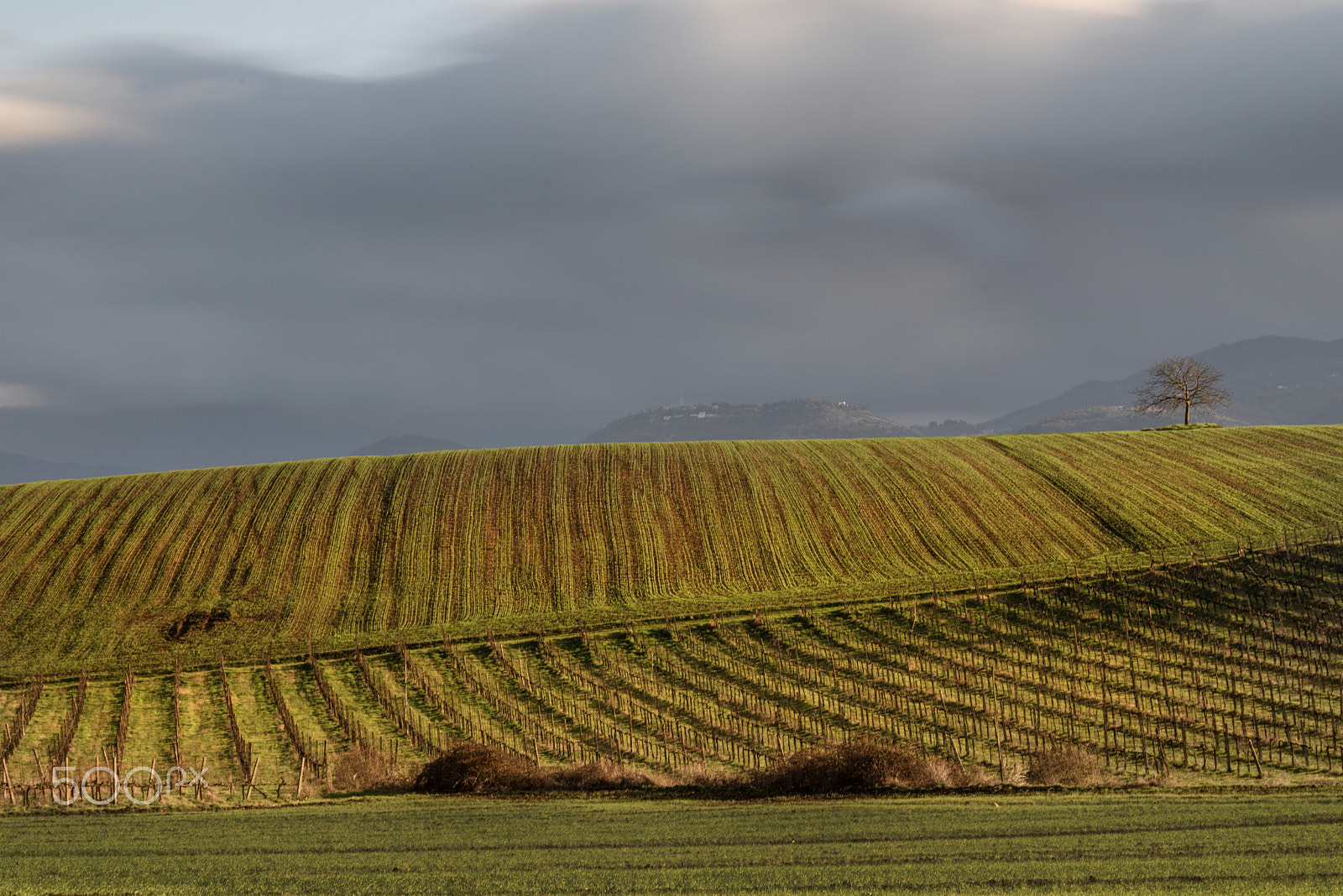 Nikon D810 sample photo. Lonely tree photography