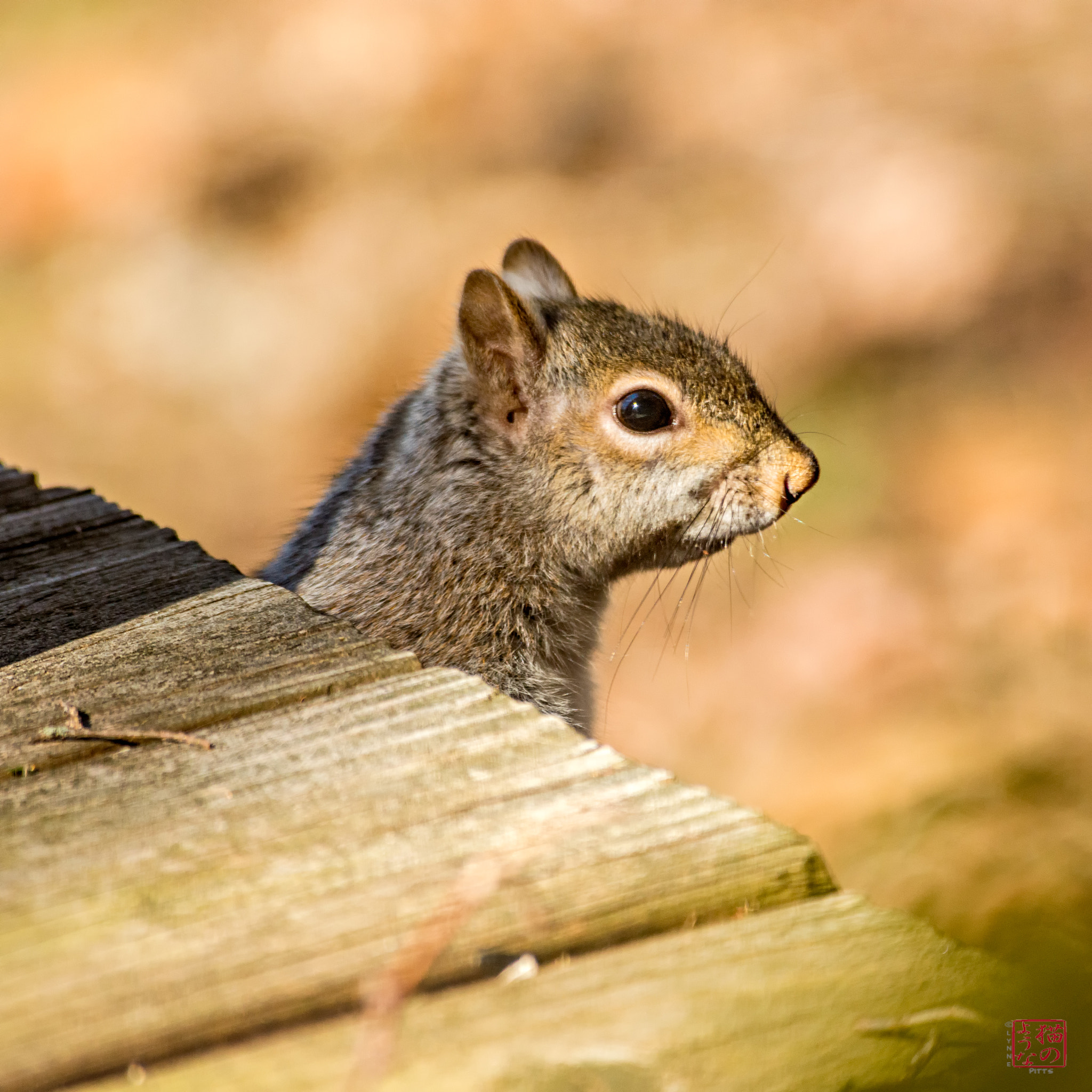 Nikon D800 sample photo. Lookout photography
