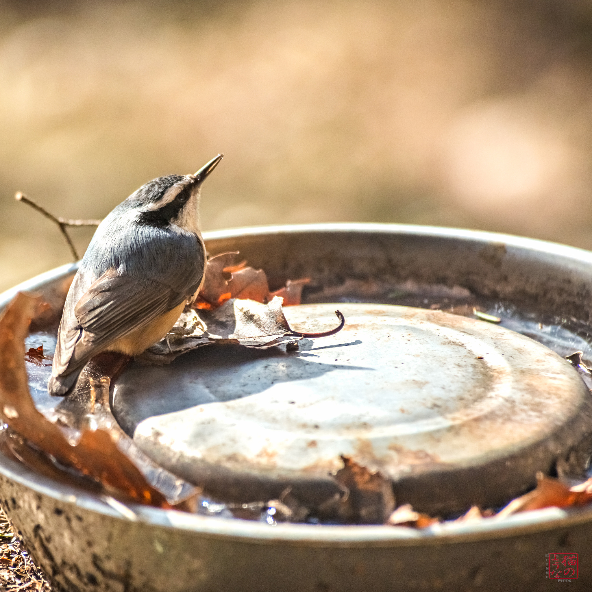 Nikon D800 sample photo. Red-breasted nuthatch photography