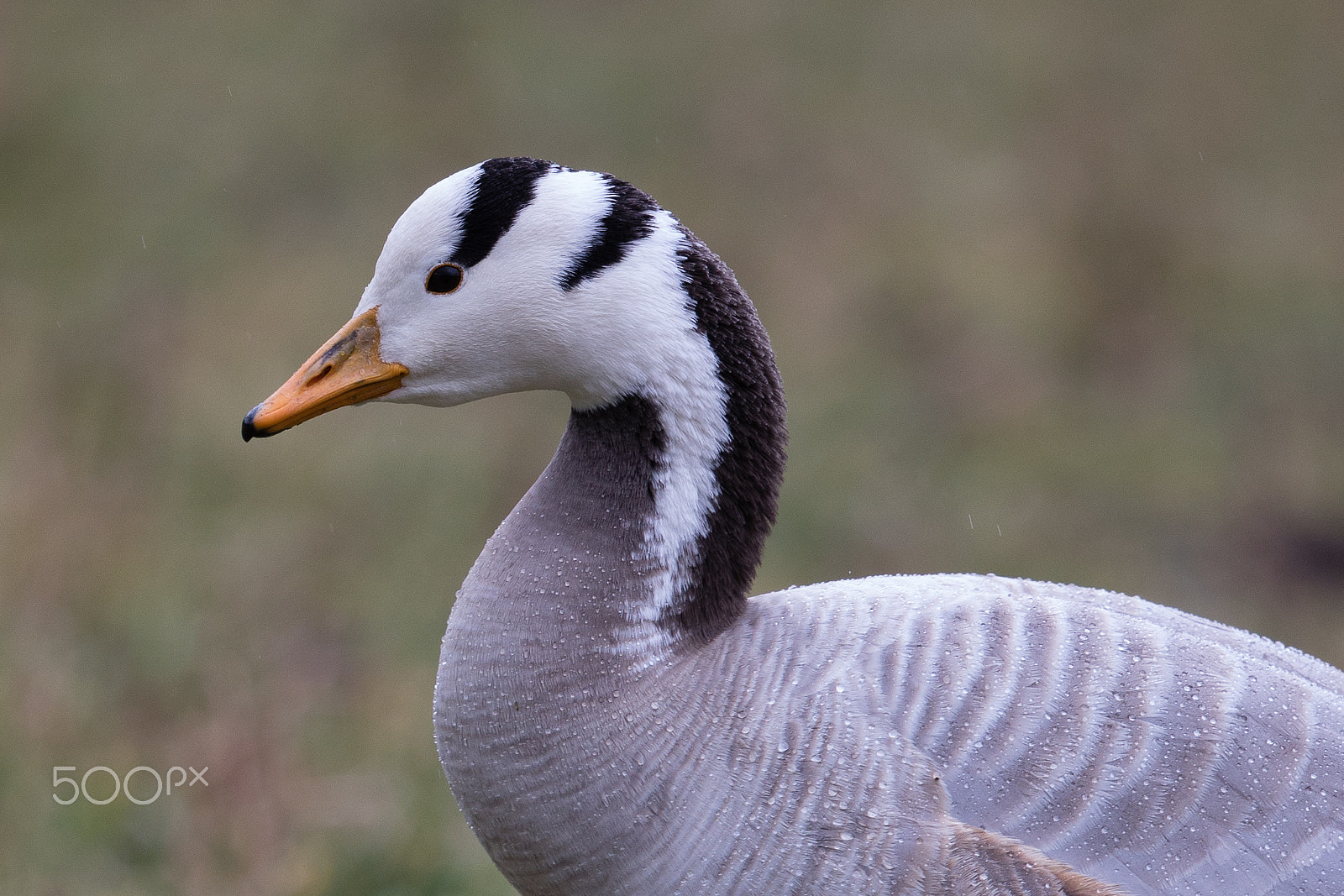 Canon EF 500mm F4L IS II USM sample photo. Streifengans am feld photography