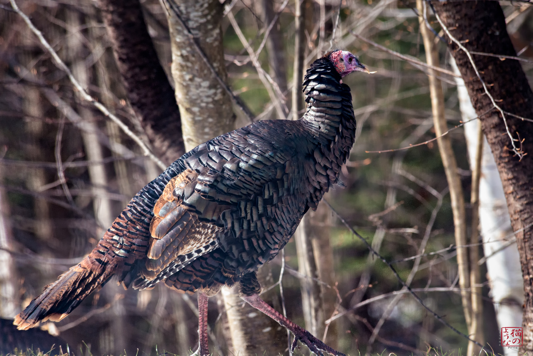 Nikon D800 sample photo. Heading out photography