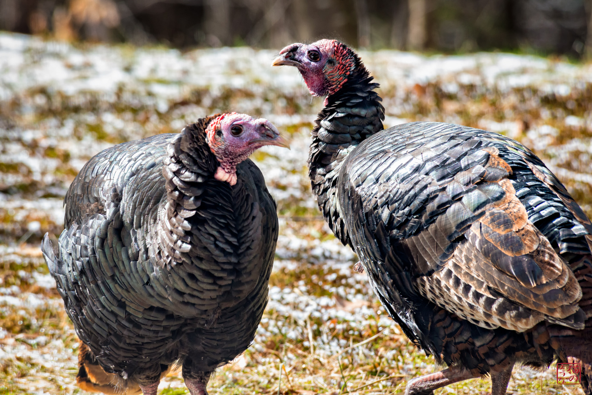 Nikon D800 sample photo. Talking turkey photography