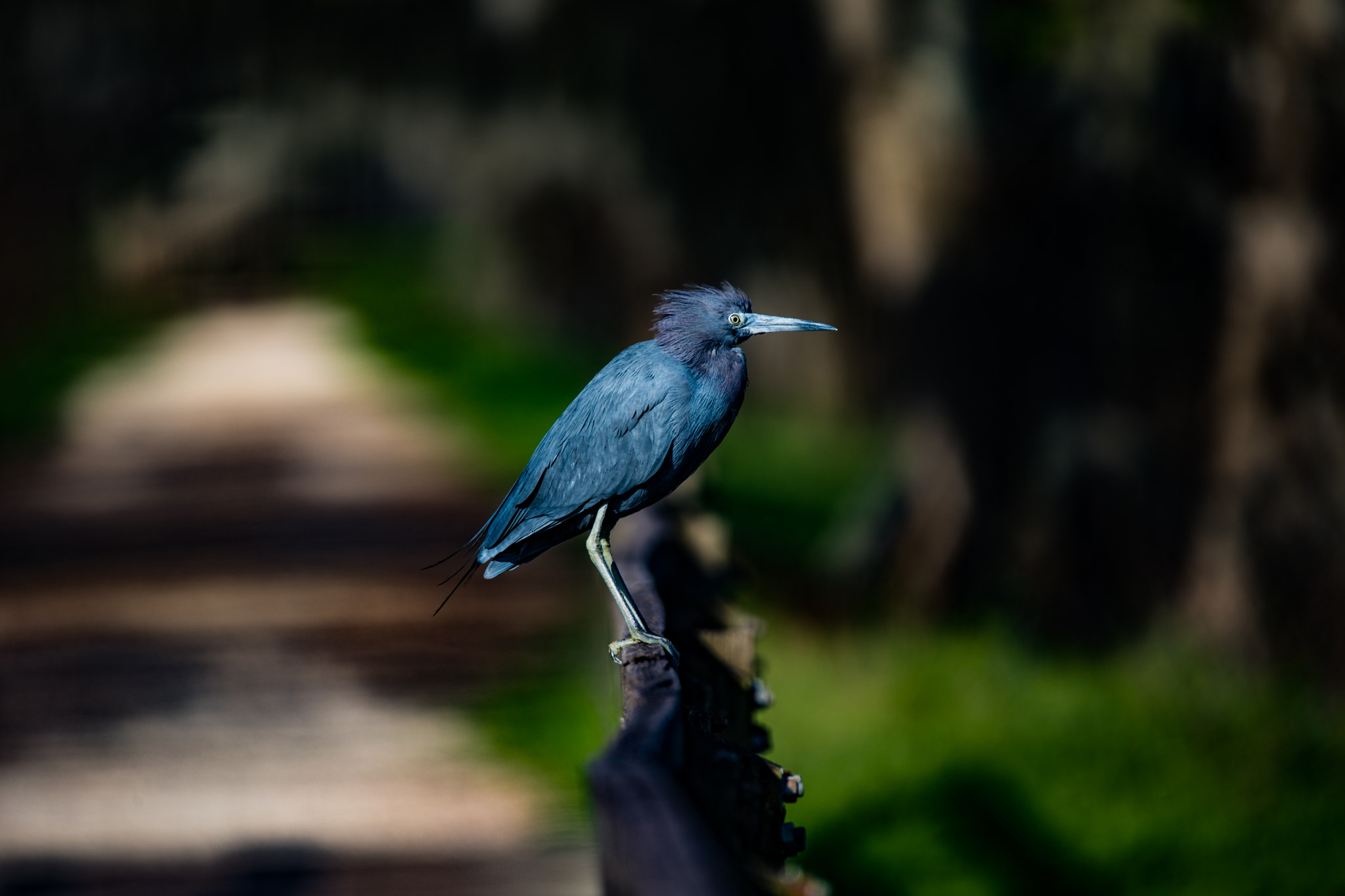 150-600mm F5-6.3 DG OS HSM | Contemporary 015 sample photo. Little blue heron photography