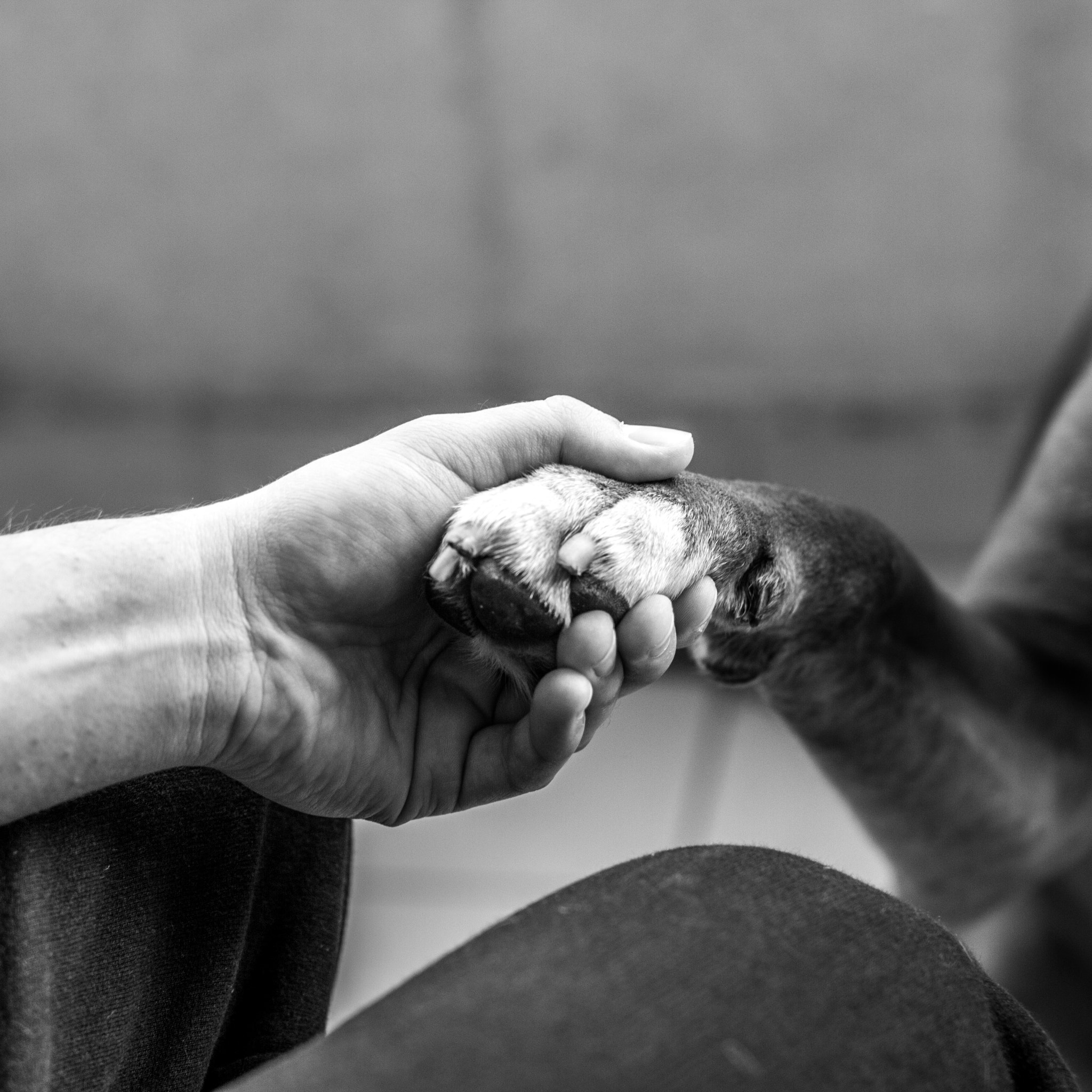 Sigma 50mm F1.4 EX DG HSM sample photo. Holding hands. photography