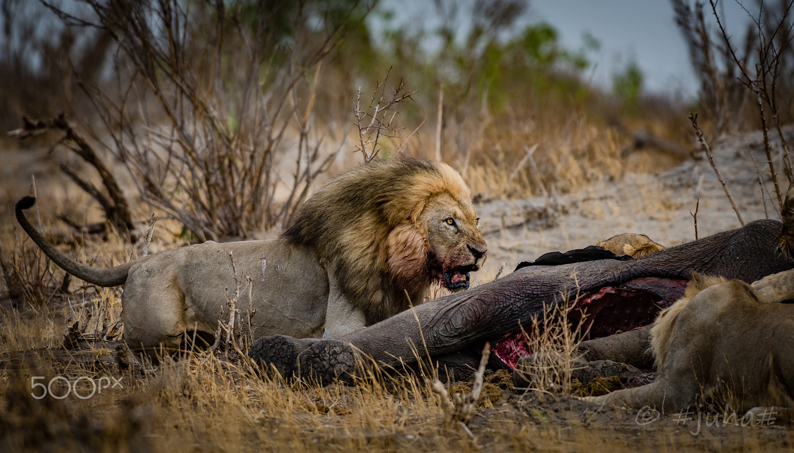 Nikon D810 + Nikon AF-S Nikkor 300mm F2.8G ED-IF VR sample photo. Angry cat hwange np zimbabwe photography