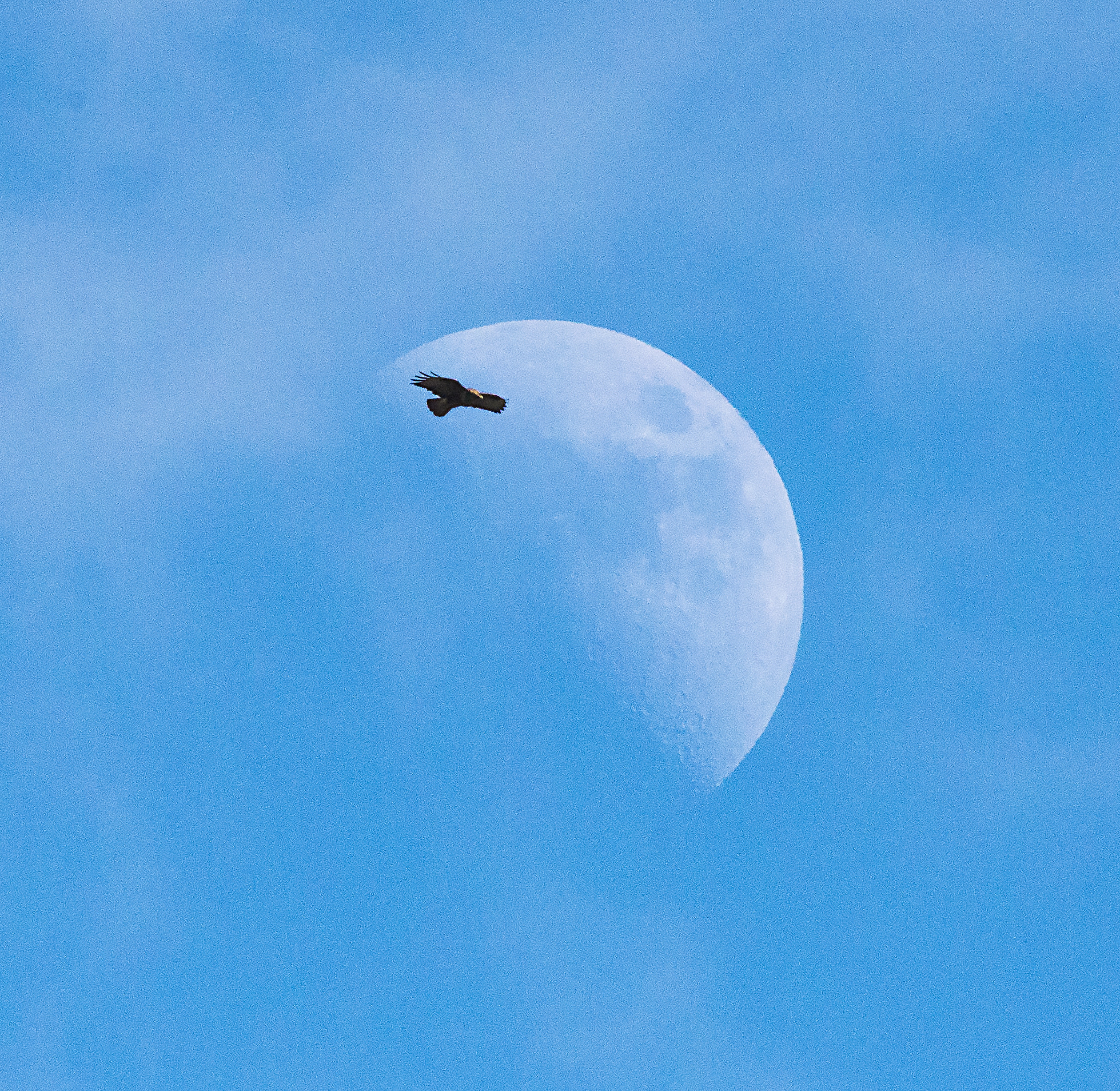 Sigma 50-500mm F4.5-6.3 DG OS HSM sample photo. Buzzard and the moon at noon photography