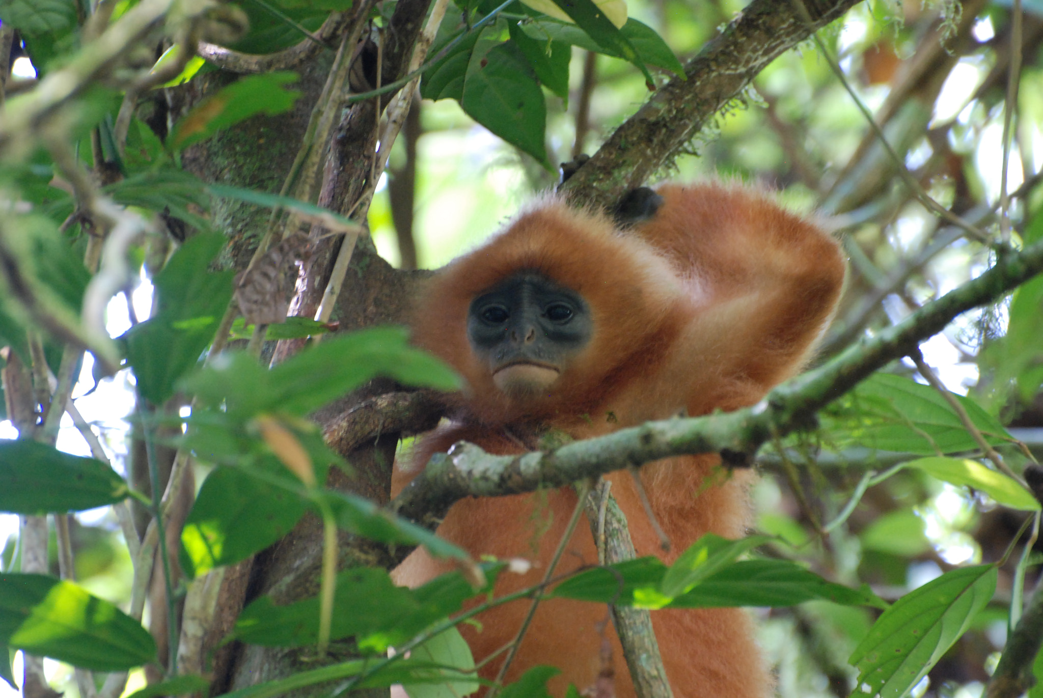 Nikon D80 sample photo. Red leaf monkey photography