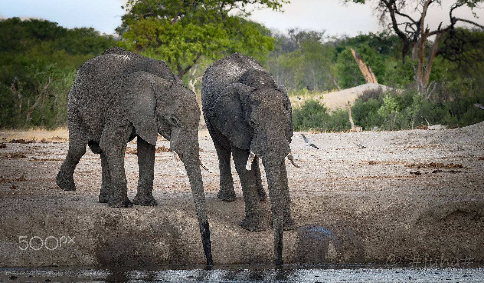 Nikon AF-S Nikkor 300mm F2.8G ED-IF VR sample photo. Elephants hwange np zimbabwe photography