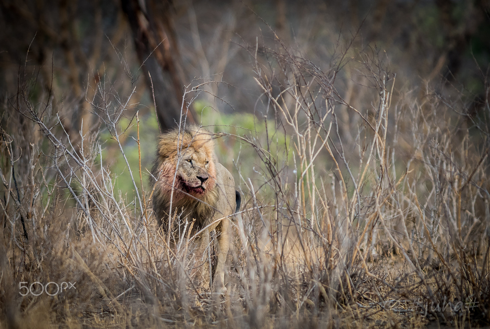 Nikon AF-S Nikkor 300mm F2.8G ED-IF VR sample photo. Lion hwange np zimbabwe photography