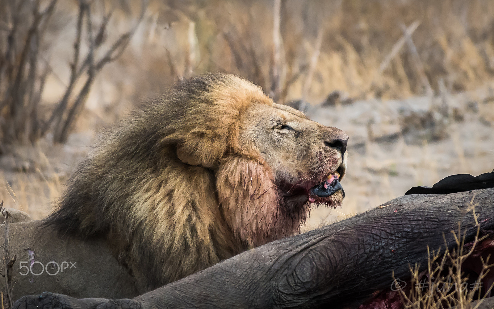 Nikon AF-S Nikkor 300mm F2.8G ED-IF VR sample photo. Lion hwange np zimbabwe photography