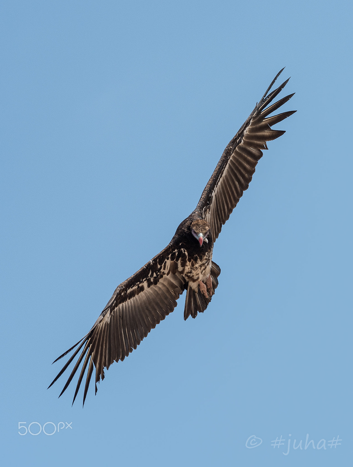 Nikon D810 sample photo. Vulture hwange np zimbabwe photography