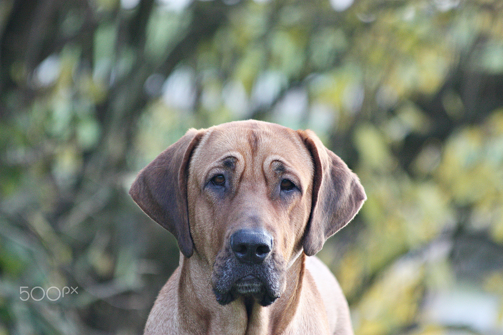 Canon EF 70-300mm F4-5.6 IS USM sample photo. Dog photography