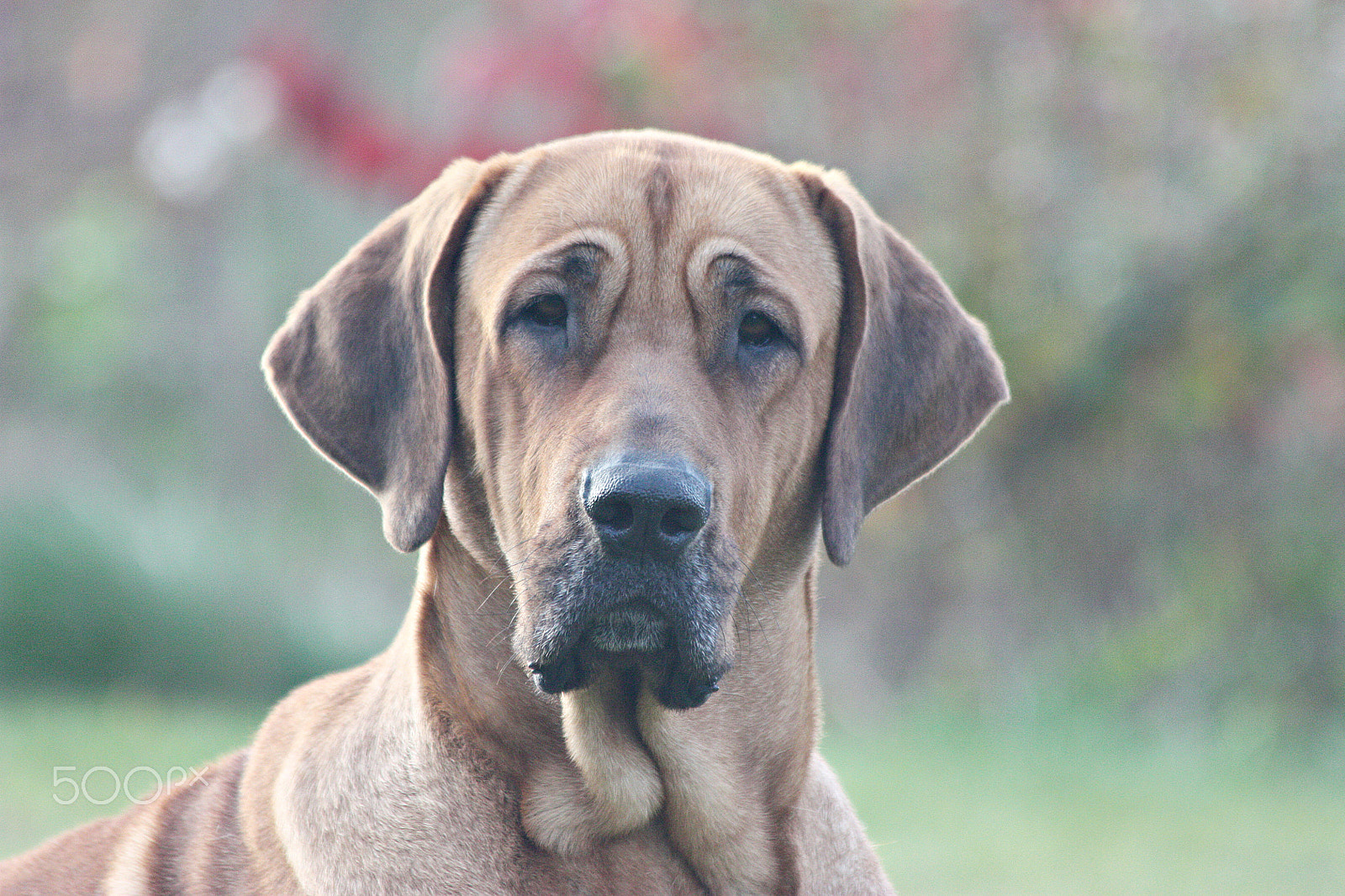 Canon EF 70-300mm F4-5.6 IS USM sample photo. Dog photography