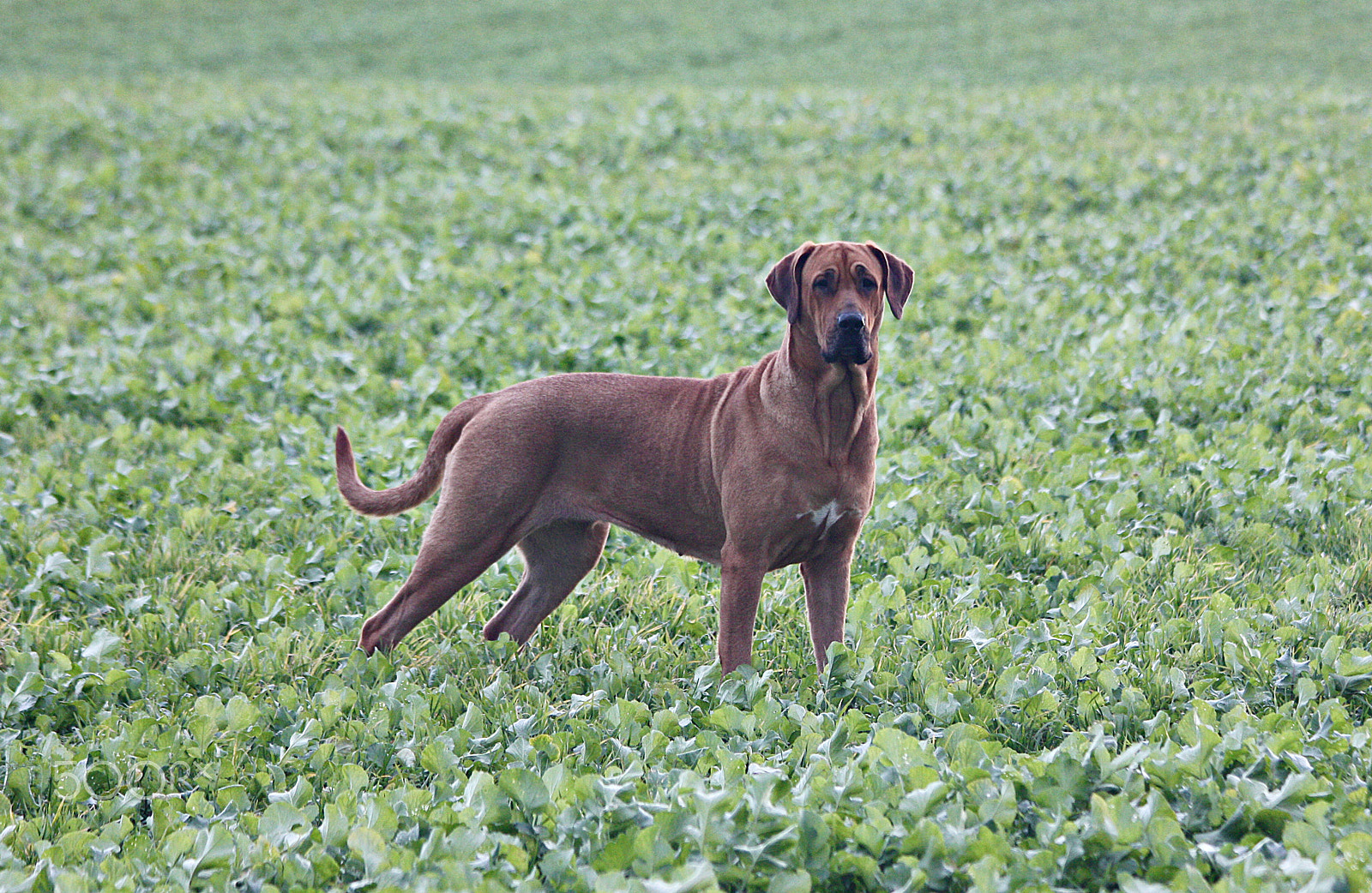 Canon EF 70-300mm F4-5.6 IS USM sample photo. Dog photography