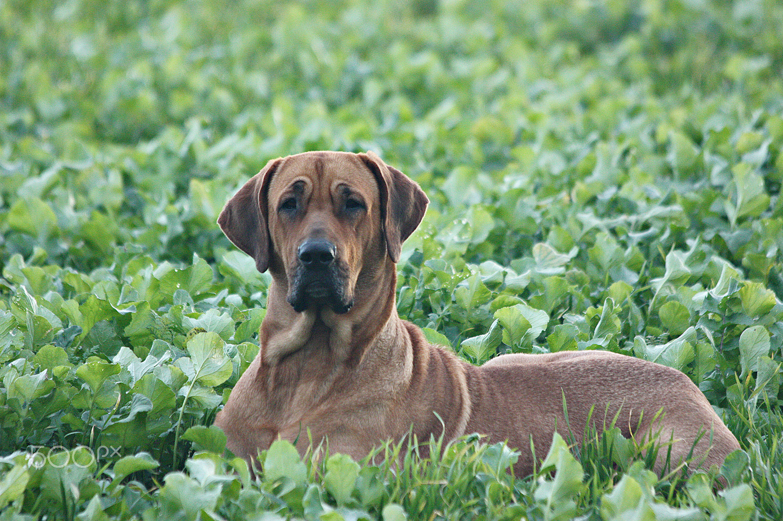 Canon EF 70-300mm F4-5.6 IS USM sample photo. Dog photography
