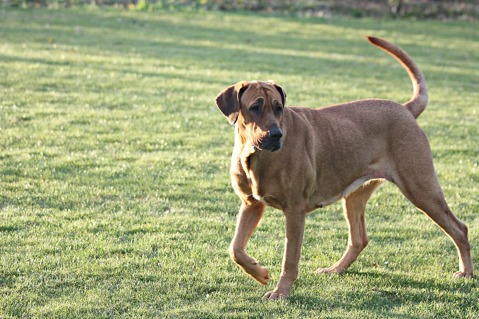 Canon EF 70-300mm F4-5.6 IS USM sample photo. Dog photography