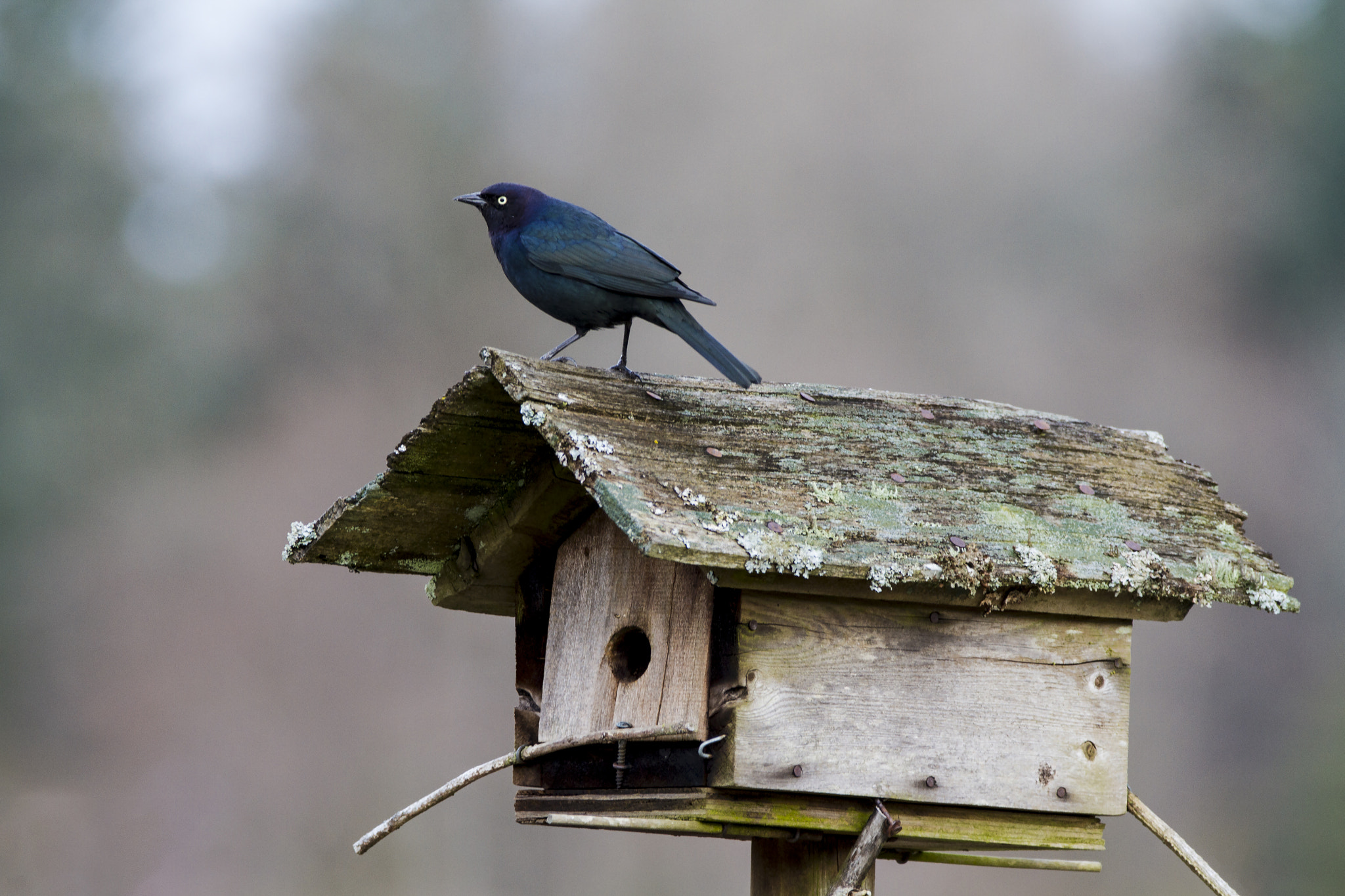 Sigma 150-600mm F5-6.3 DG OS HSM | C sample photo. Brewer's blackbird (euphagus cyanocephalus) photography