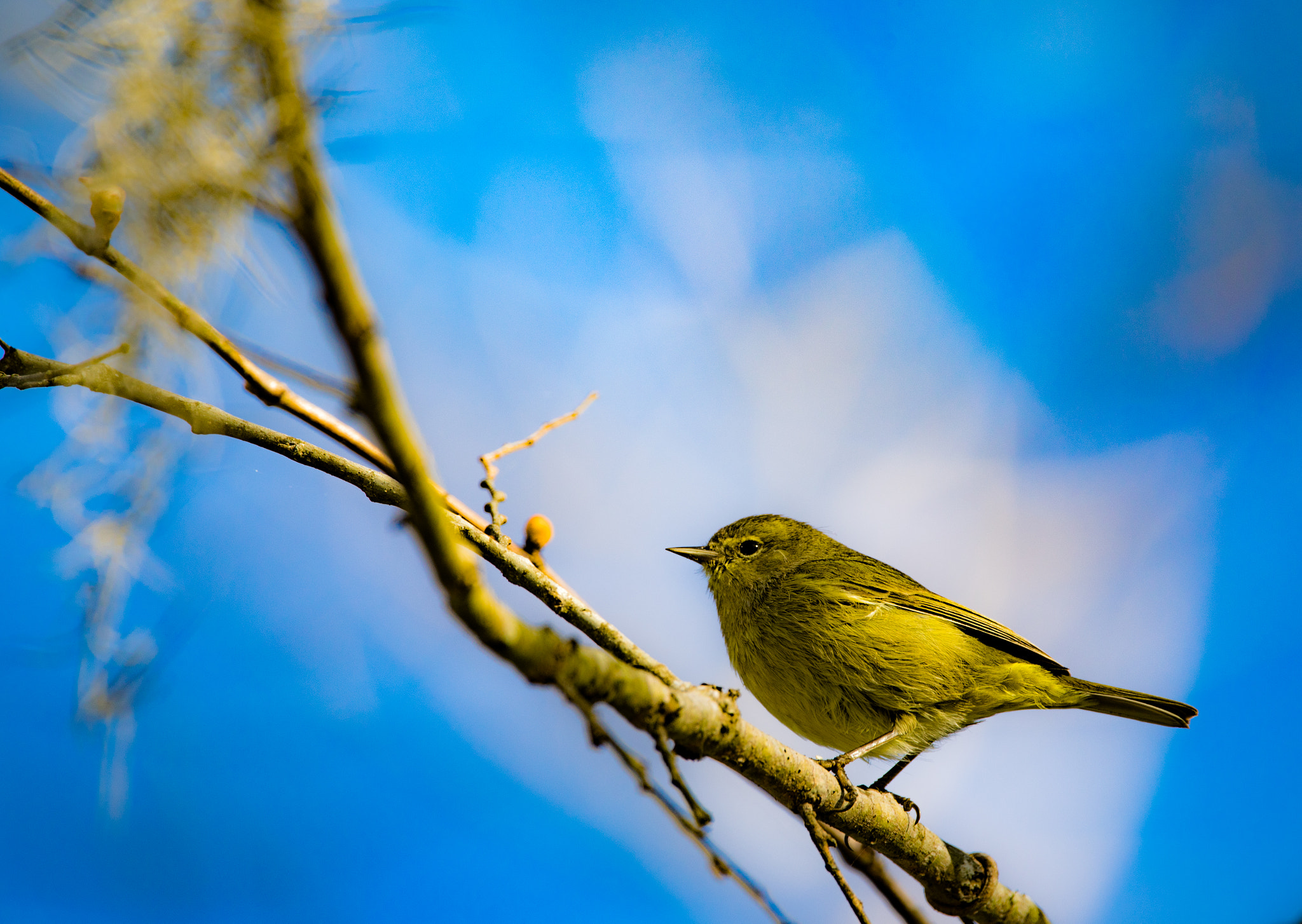 Canon EOS 5D Mark IV + 150-600mm F5-6.3 DG OS HSM | Contemporary 015 sample photo. Pine warbler photography