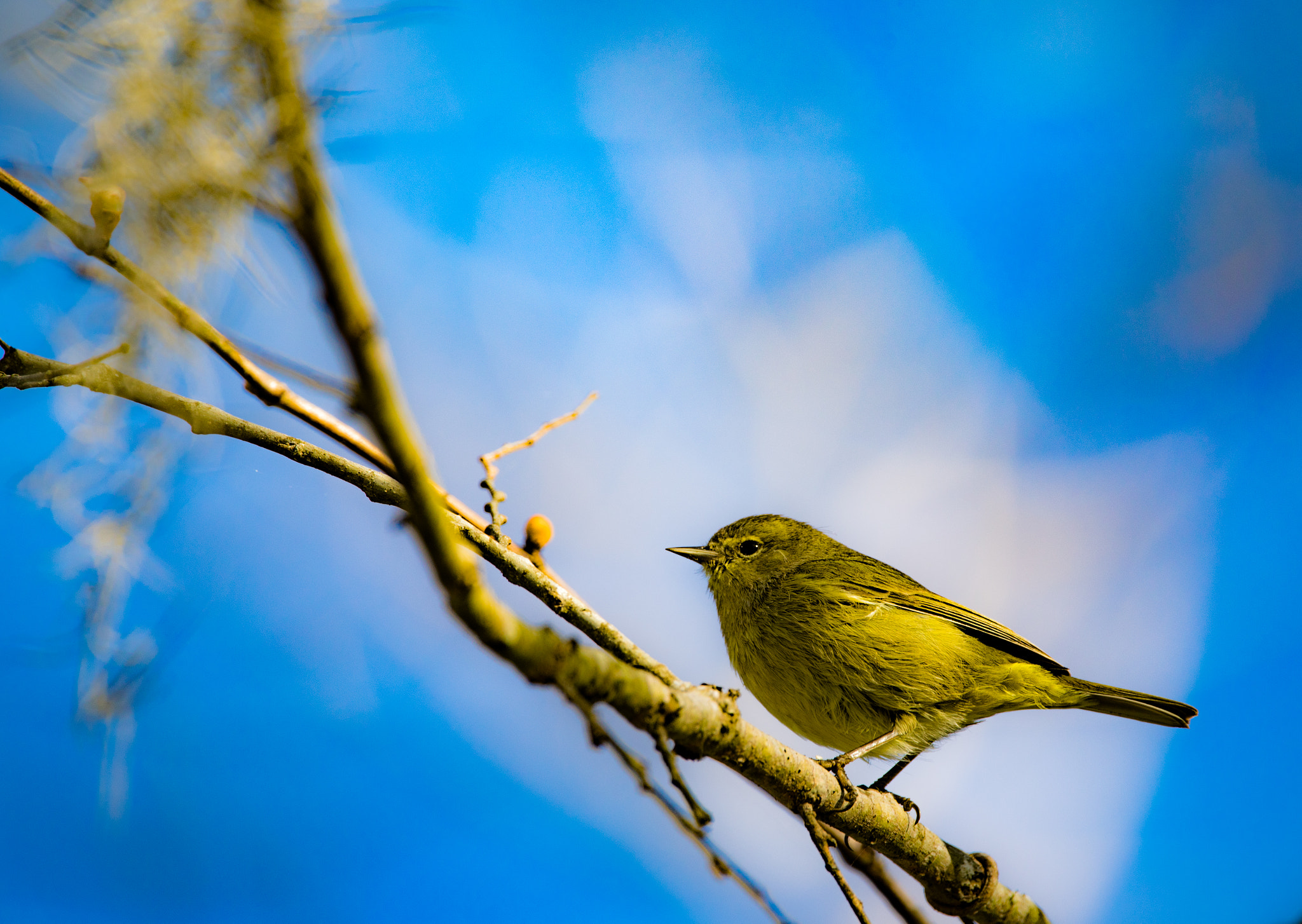 150-600mm F5-6.3 DG OS HSM | Contemporary 015 sample photo. Pine warbler photography