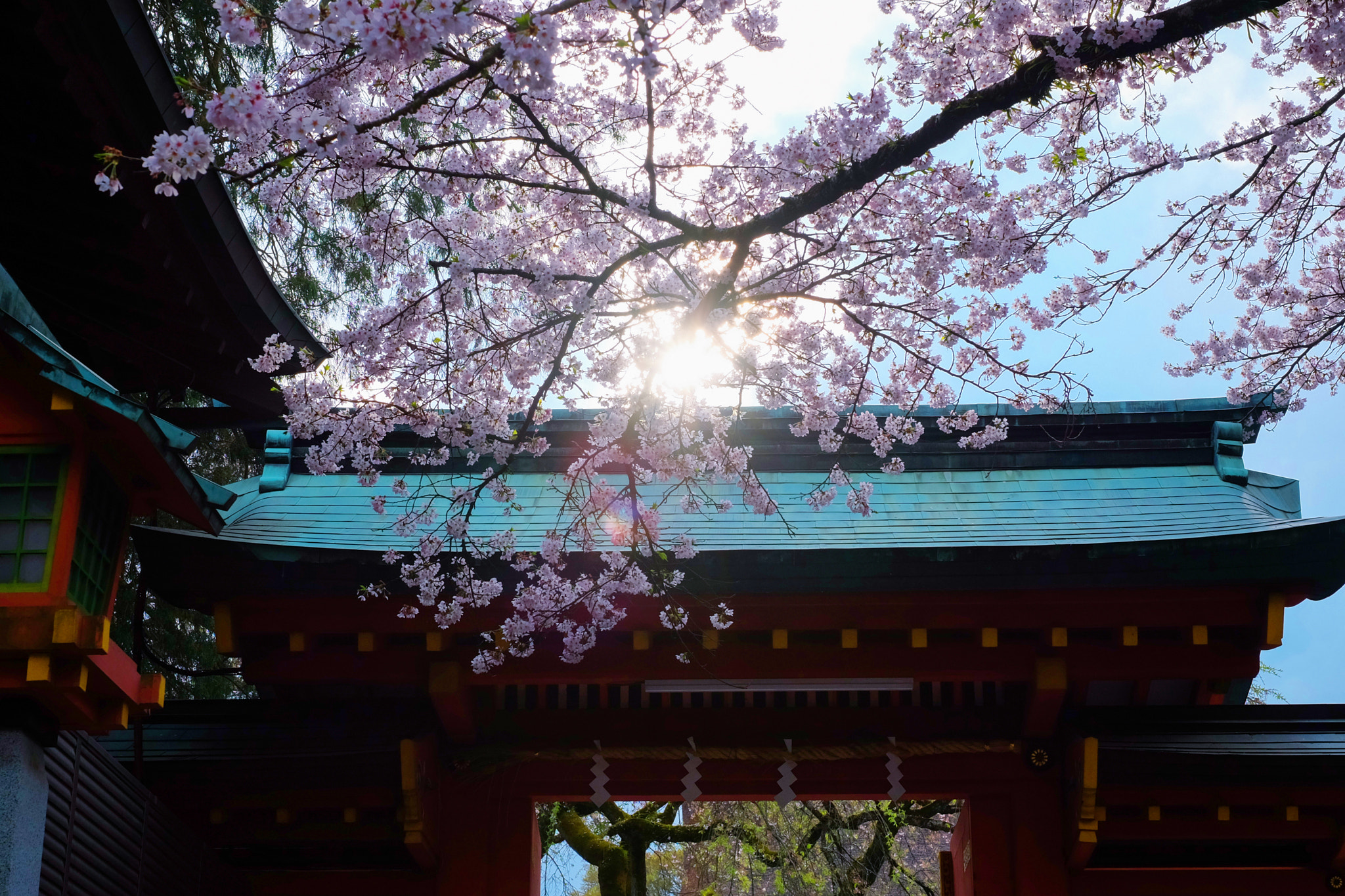 Fujifilm X-M1 + Fujifilm XF 35mm F1.4 R sample photo. Do you like cherry blossoms? photography