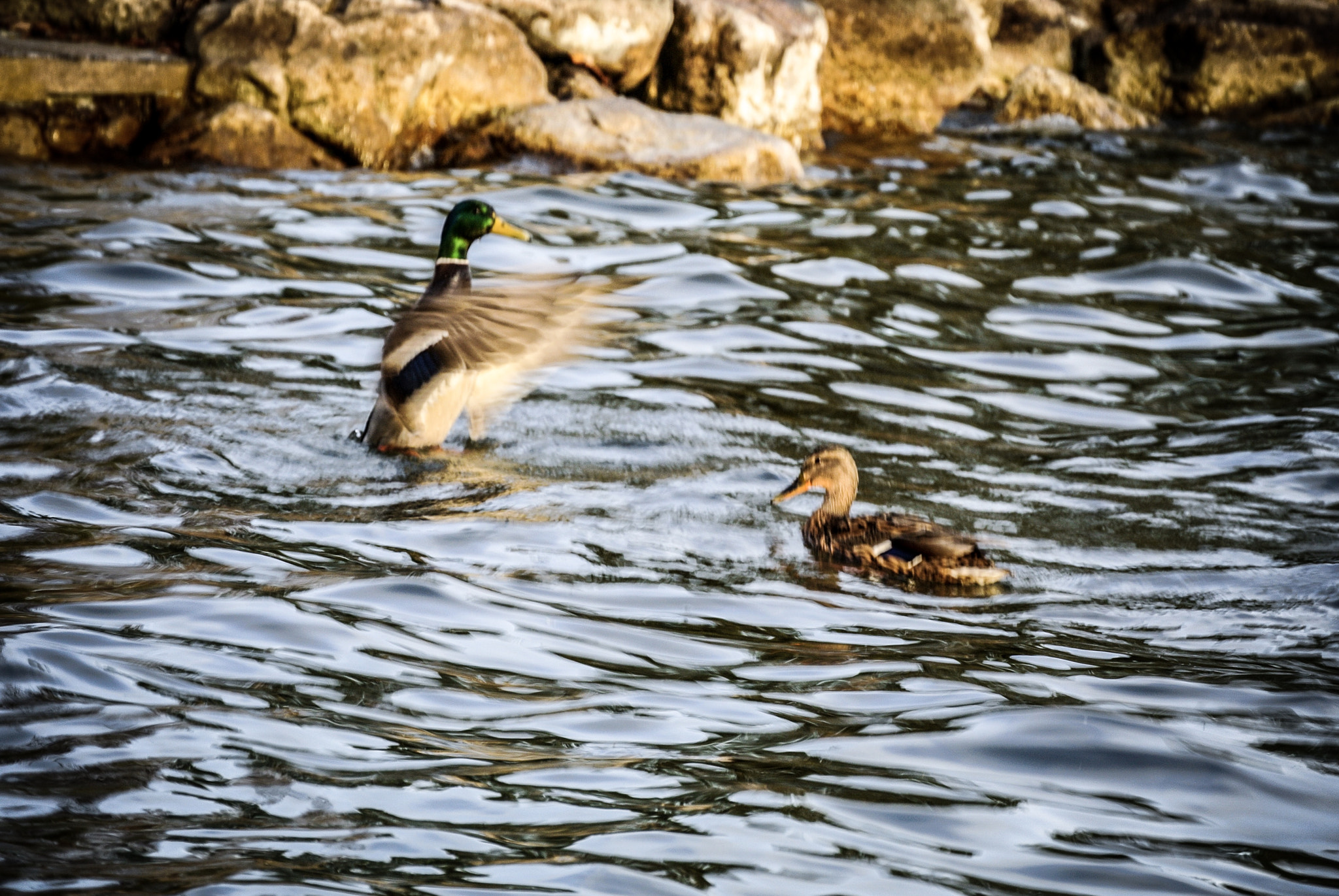 Nikon 1 Nikkor VR 30-110mm F3.8-5.6 sample photo. Stand up photography