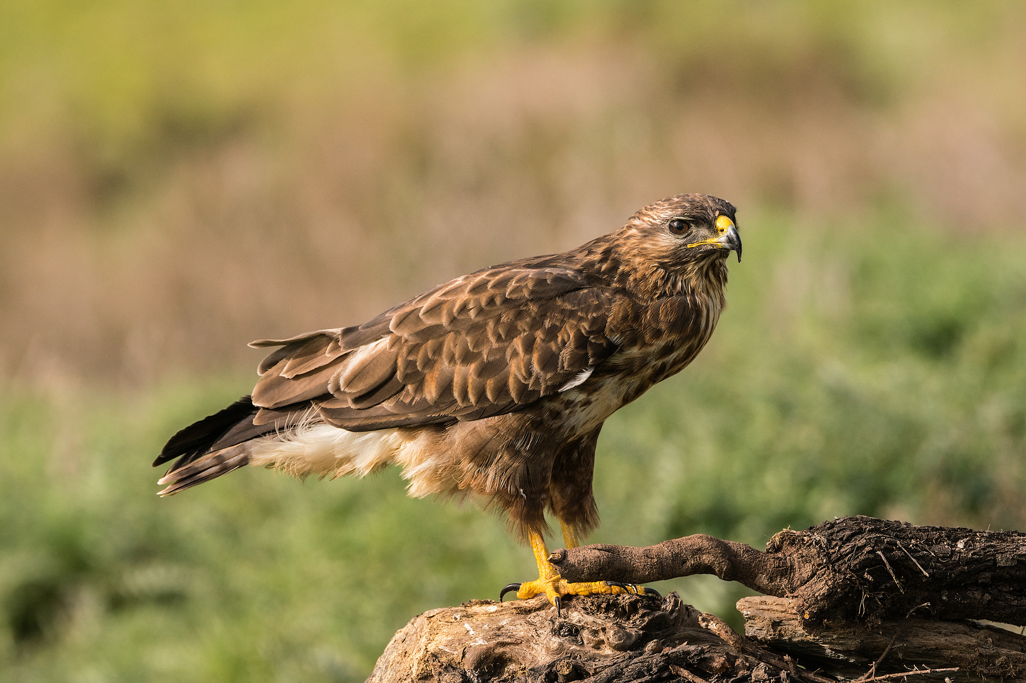 Sony a7R II + Tamron SP 150-600mm F5-6.3 Di VC USD sample photo. Buteo buteo photography