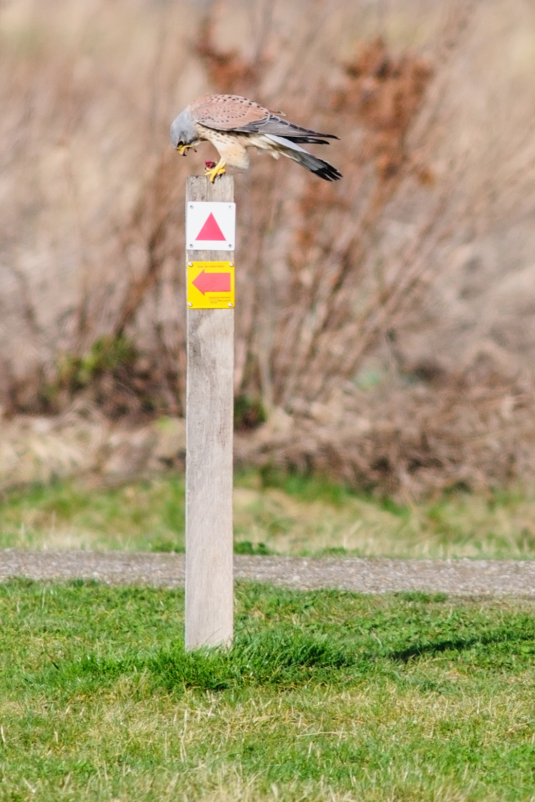 AF Nikkor 300mm f/4 IF-ED sample photo. Falcon eating photography