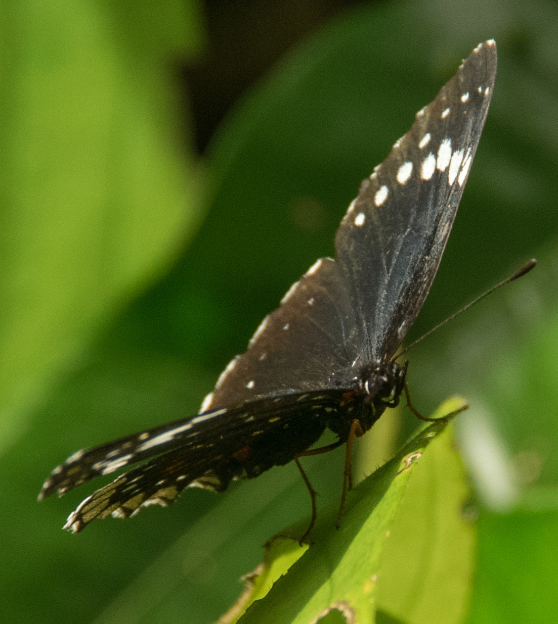 Pentax K-3 + Pentax smc DA 18-135mm F3.5-5.6ED AL [IF] DC WR sample photo. Butterfly photography