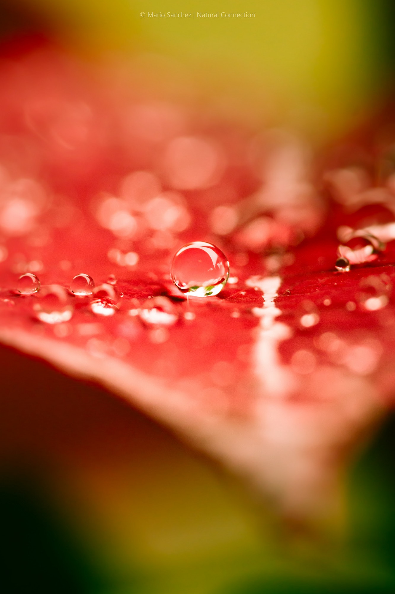Canon EF 100mm F2.8 Macro USM sample photo. Small drop photography