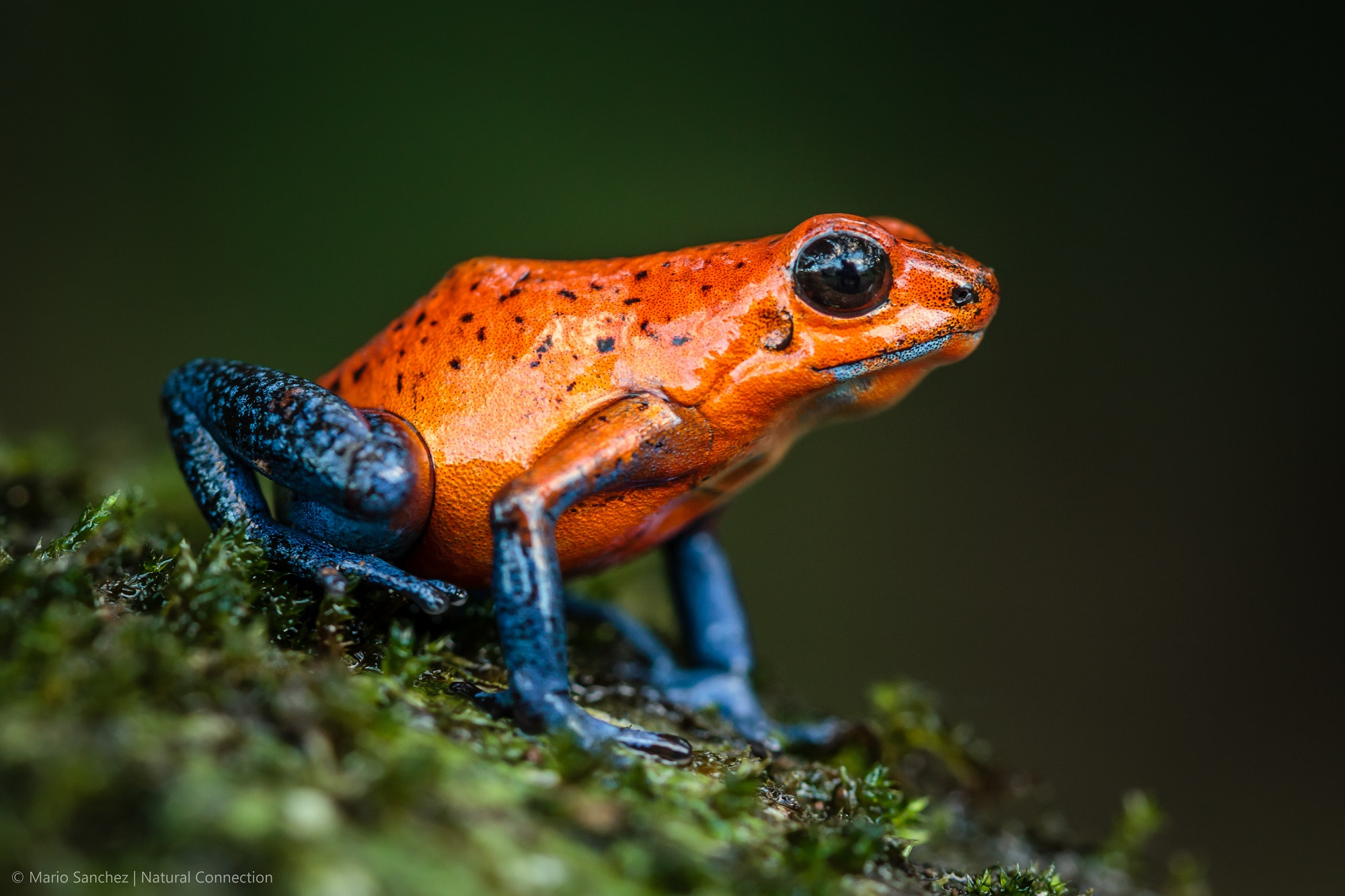 Canon EF 100mm F2.8 Macro USM sample photo. Blue jeans (oophaga pumilio) costa rica photography