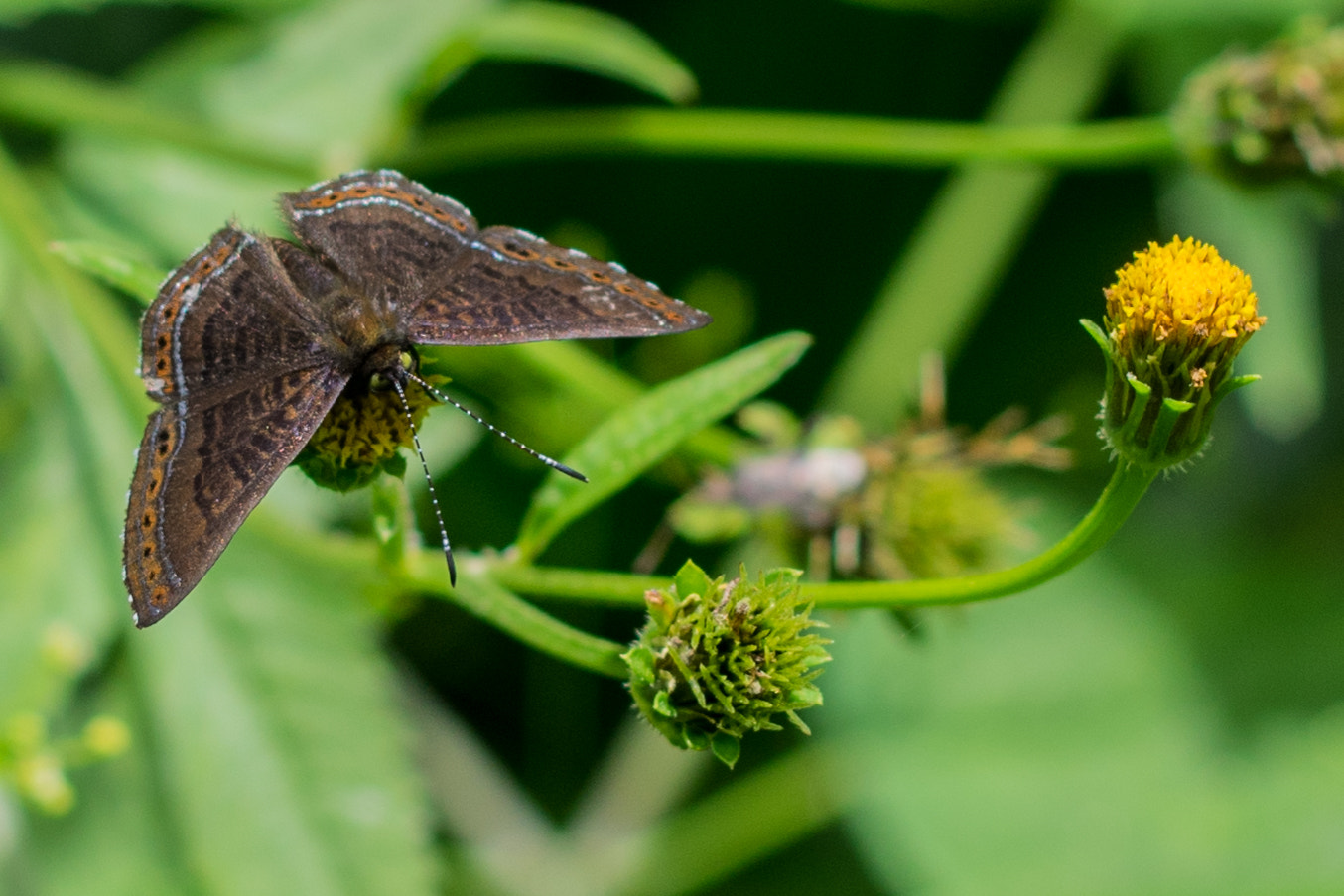 Pentax K-3 + Pentax smc DA 35mm F2.4 AL sample photo. Butterfly photography