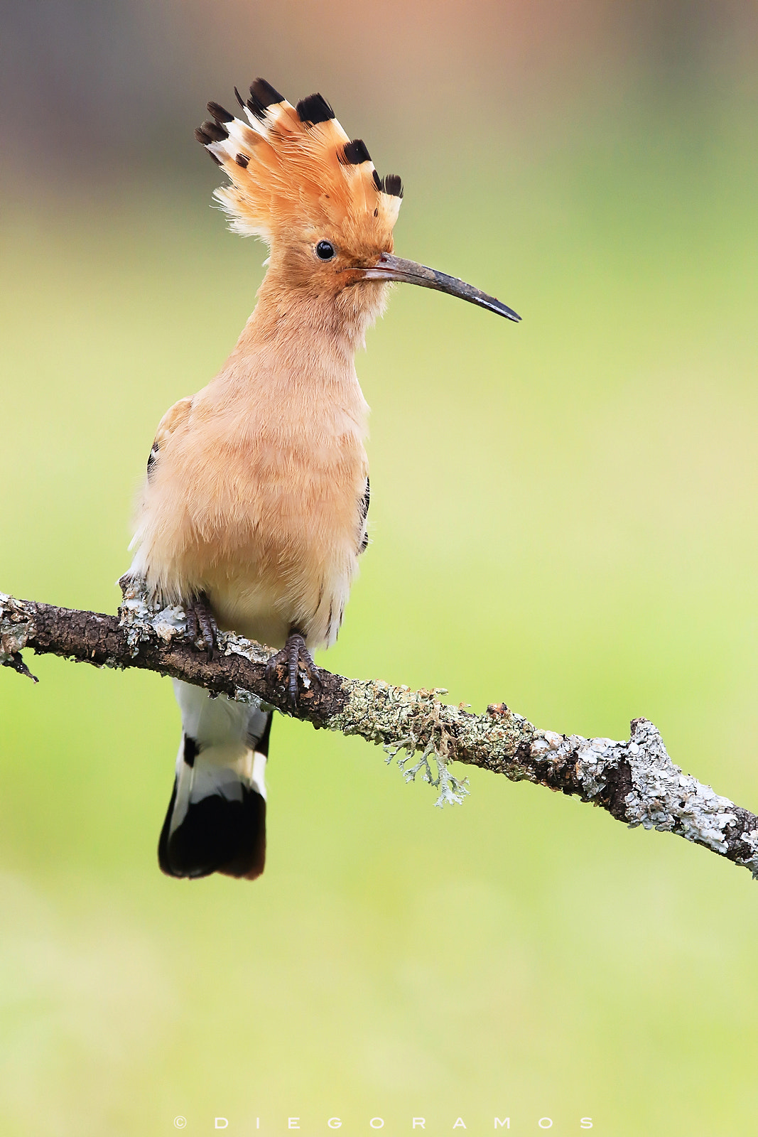 Canon EF 300mm F2.8L IS USM sample photo. Little punk photography