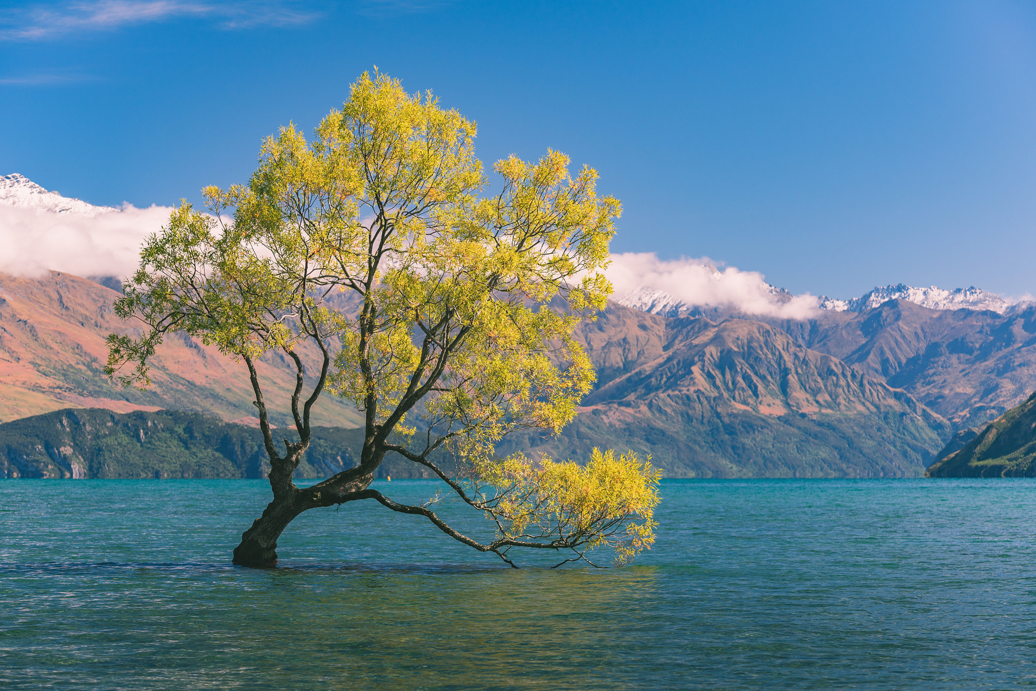 Sony a7 II + Sony DT 50mm F1.8 SAM sample photo. That wanaka tree photography