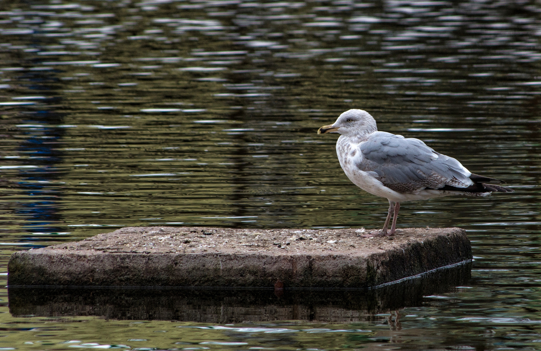 Pentax smc DA 55-300mm F4.0-5.8 ED sample photo